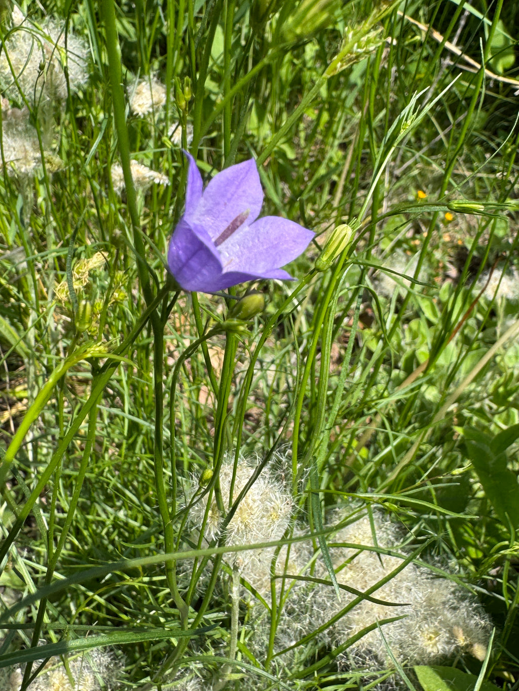 Harebell (Campanula Rotundifolia)