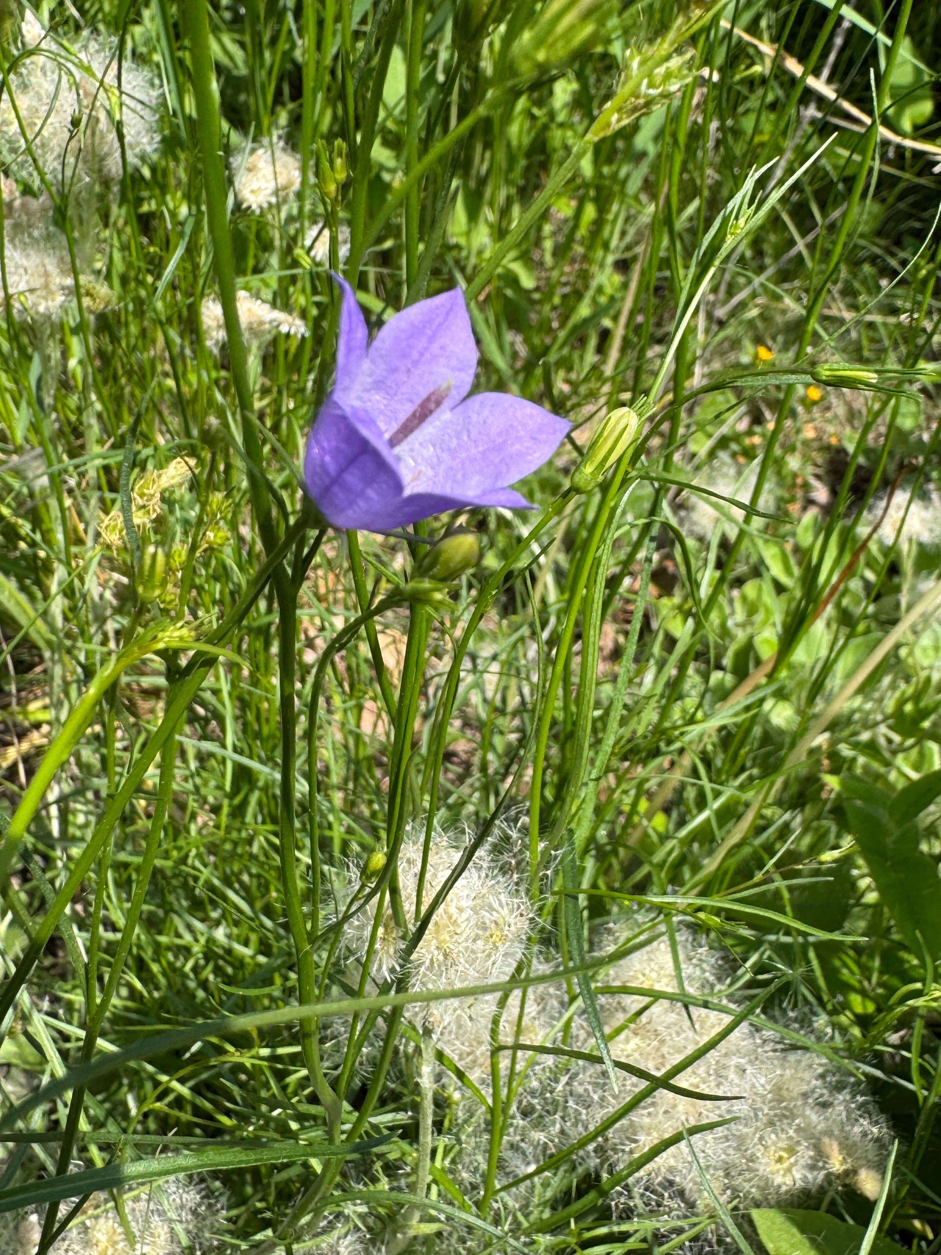 Harebell (Campanula Rotundifolia)