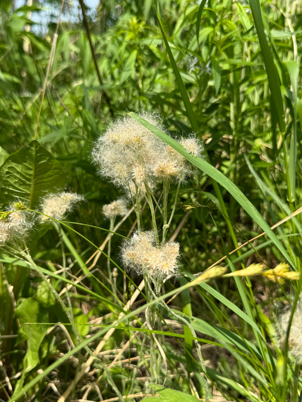 Plantain-leaved Pussytoes (Antennaria Plantaginifolia)