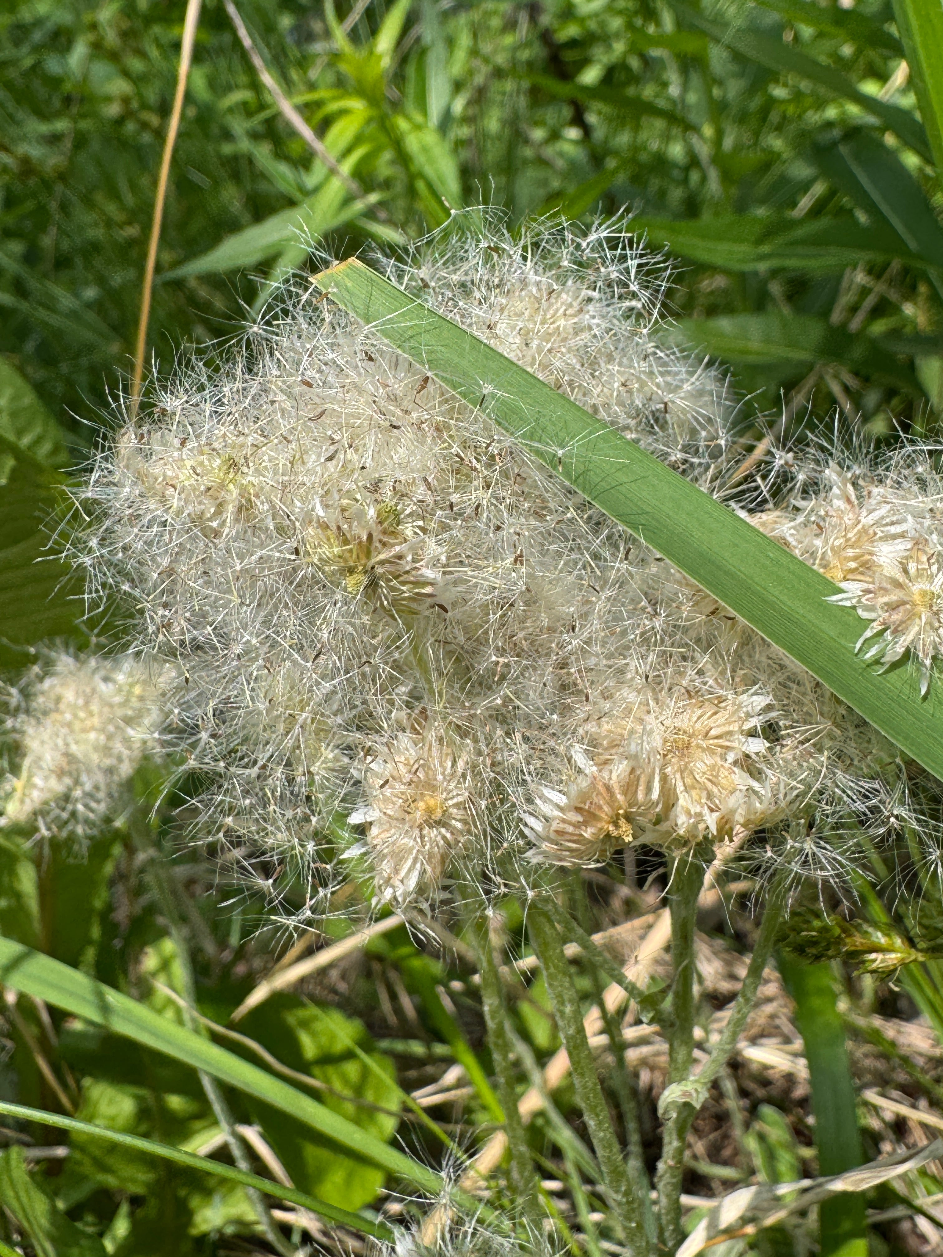 Plantain-leaved Pussytoes (Antennaria Plantaginifolia)
