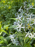 Ozark Bluestar (Amsonia Illustris)