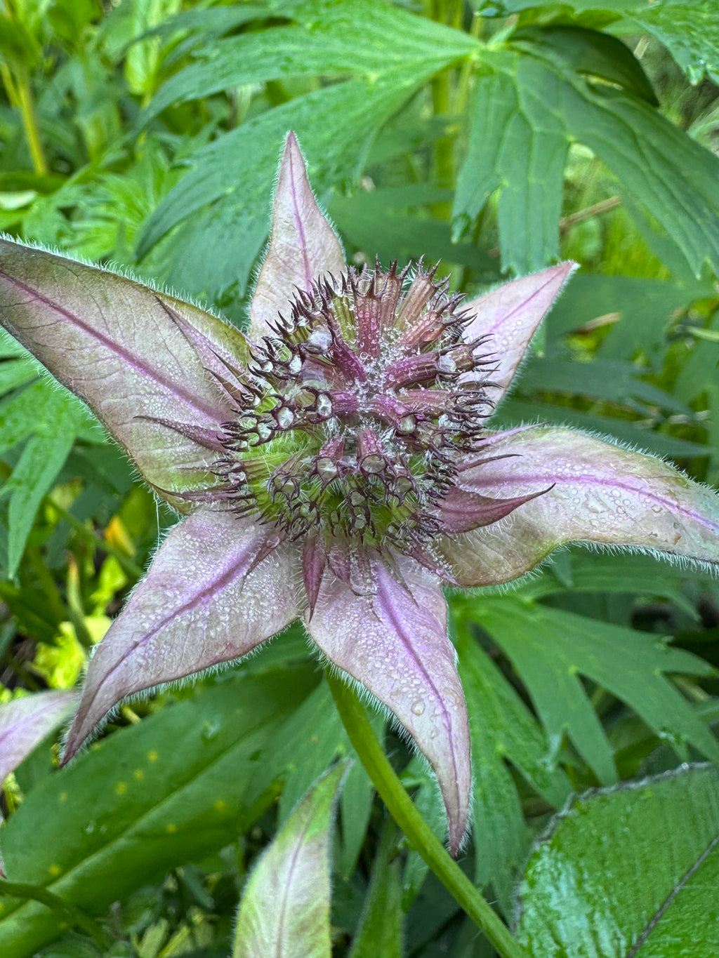 Bradbury Bee Balm (Monarda bradburiana)