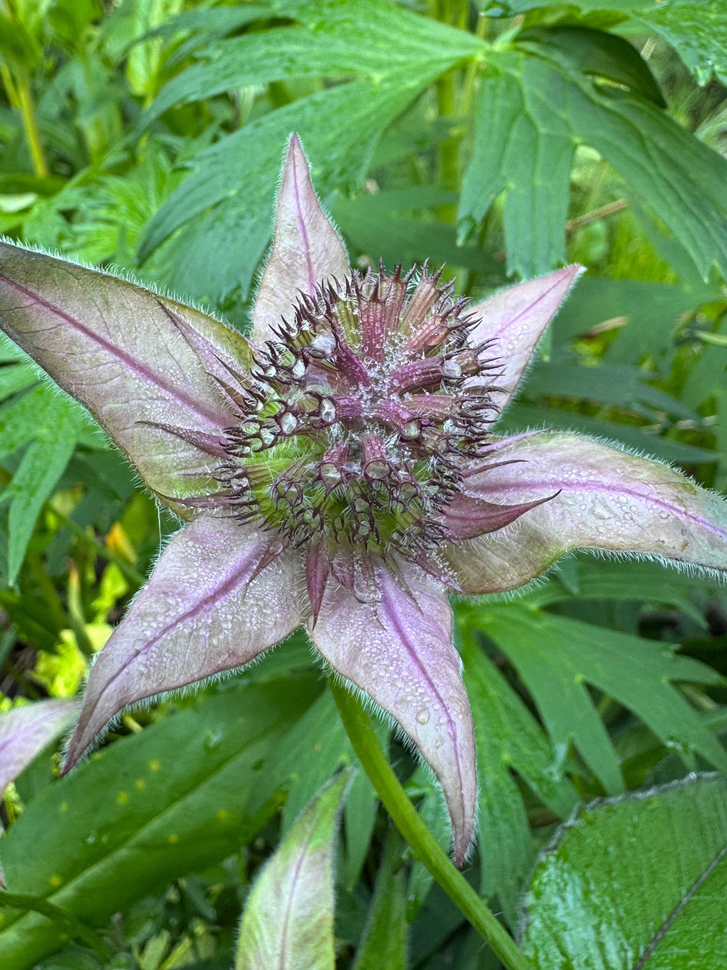 Bradbury Bee Balm (Monarda bradburiana)