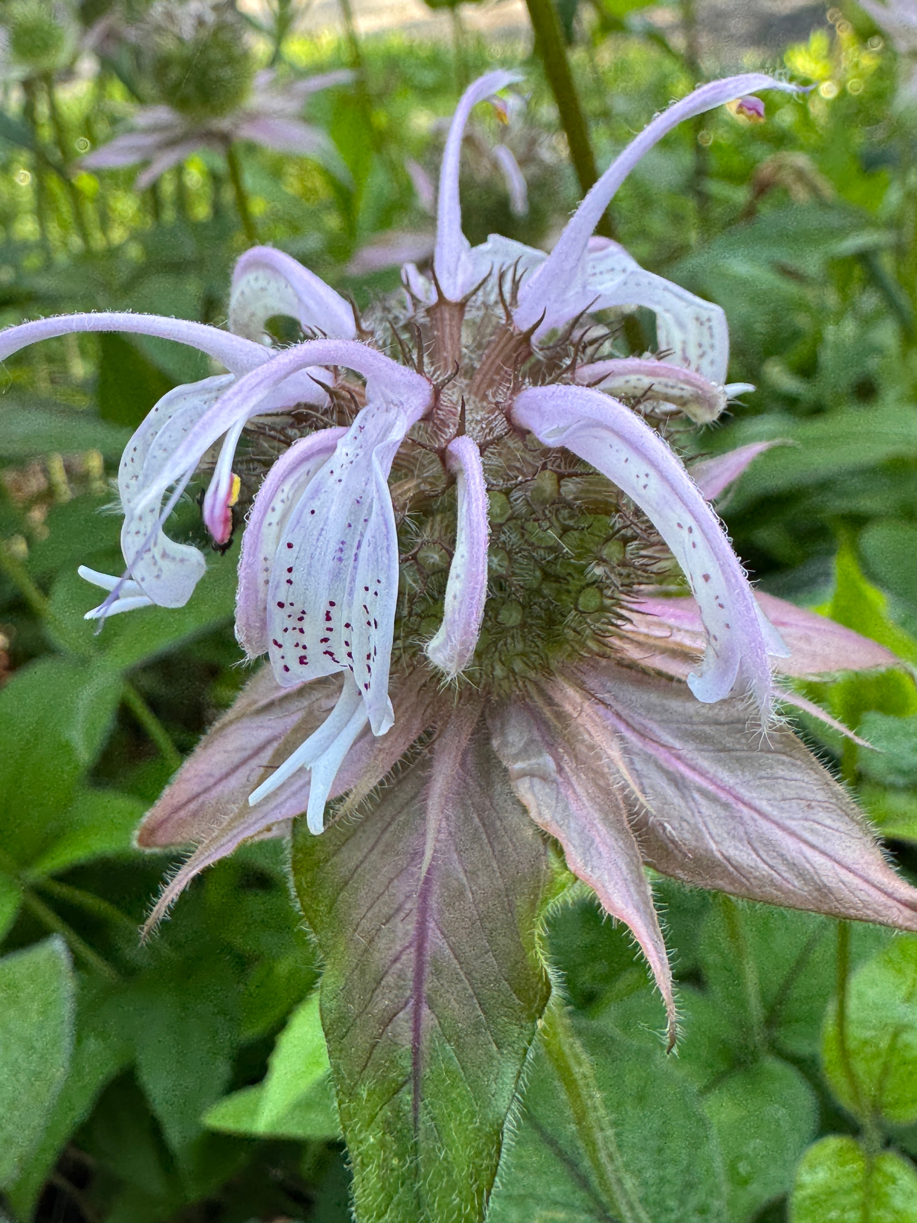 Bradbury Bee Balm (Monarda bradburiana)
