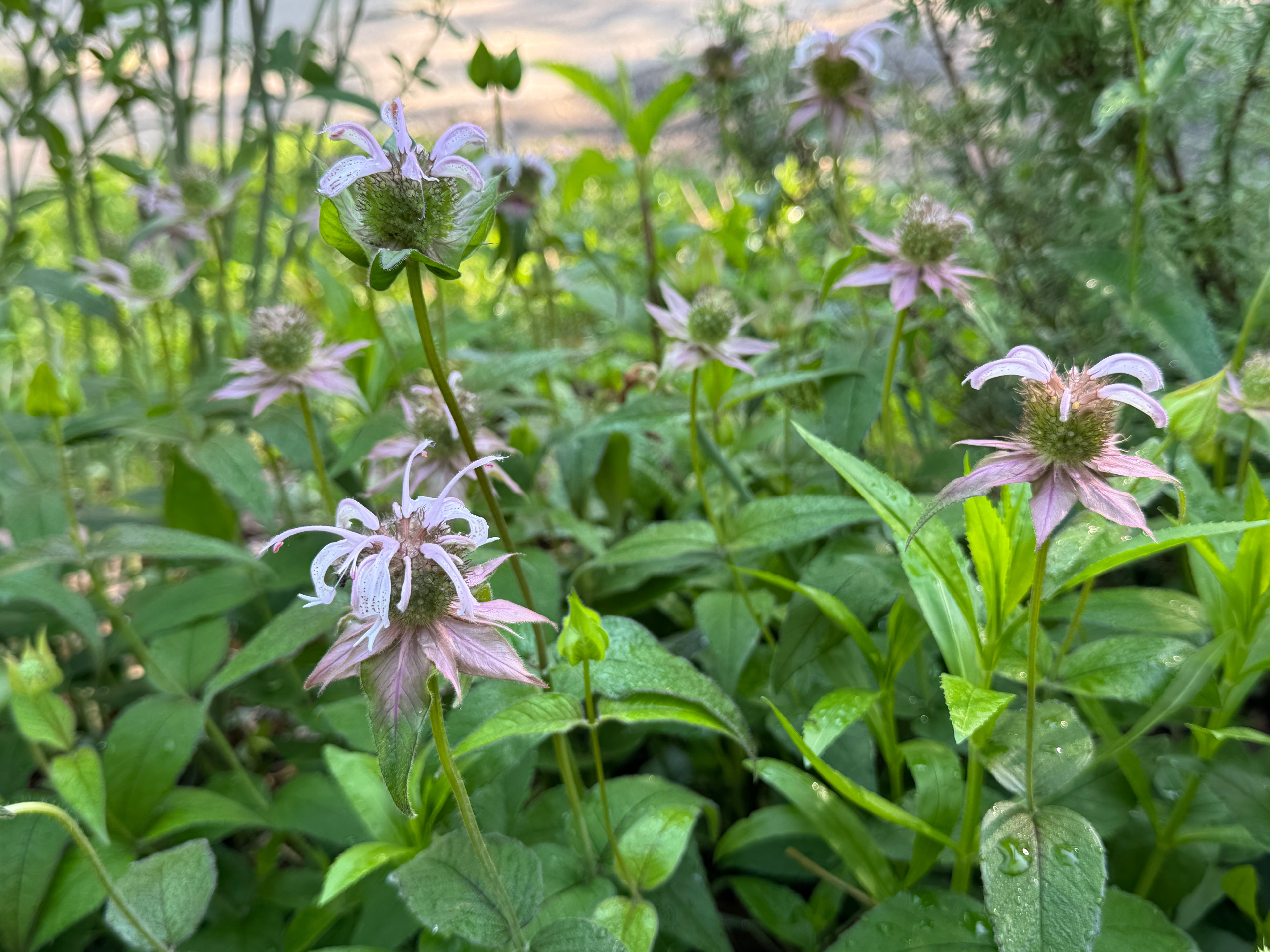 Bradbury Bee Balm (Monarda bradburiana)