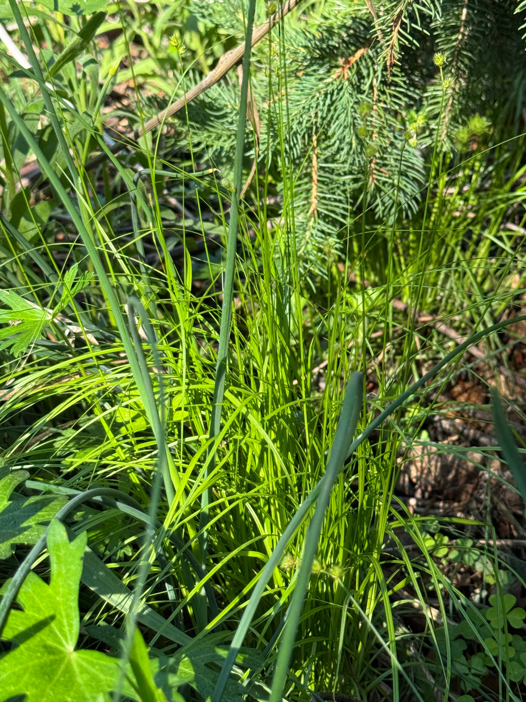 Troublesome Sedge (Carex molesta)
