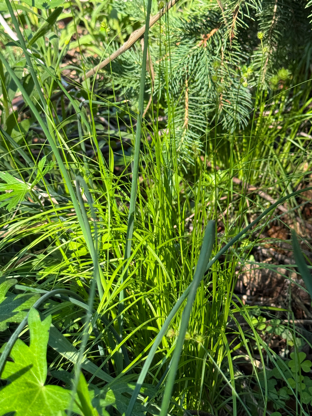 Troublesome Sedge (Carex molesta)