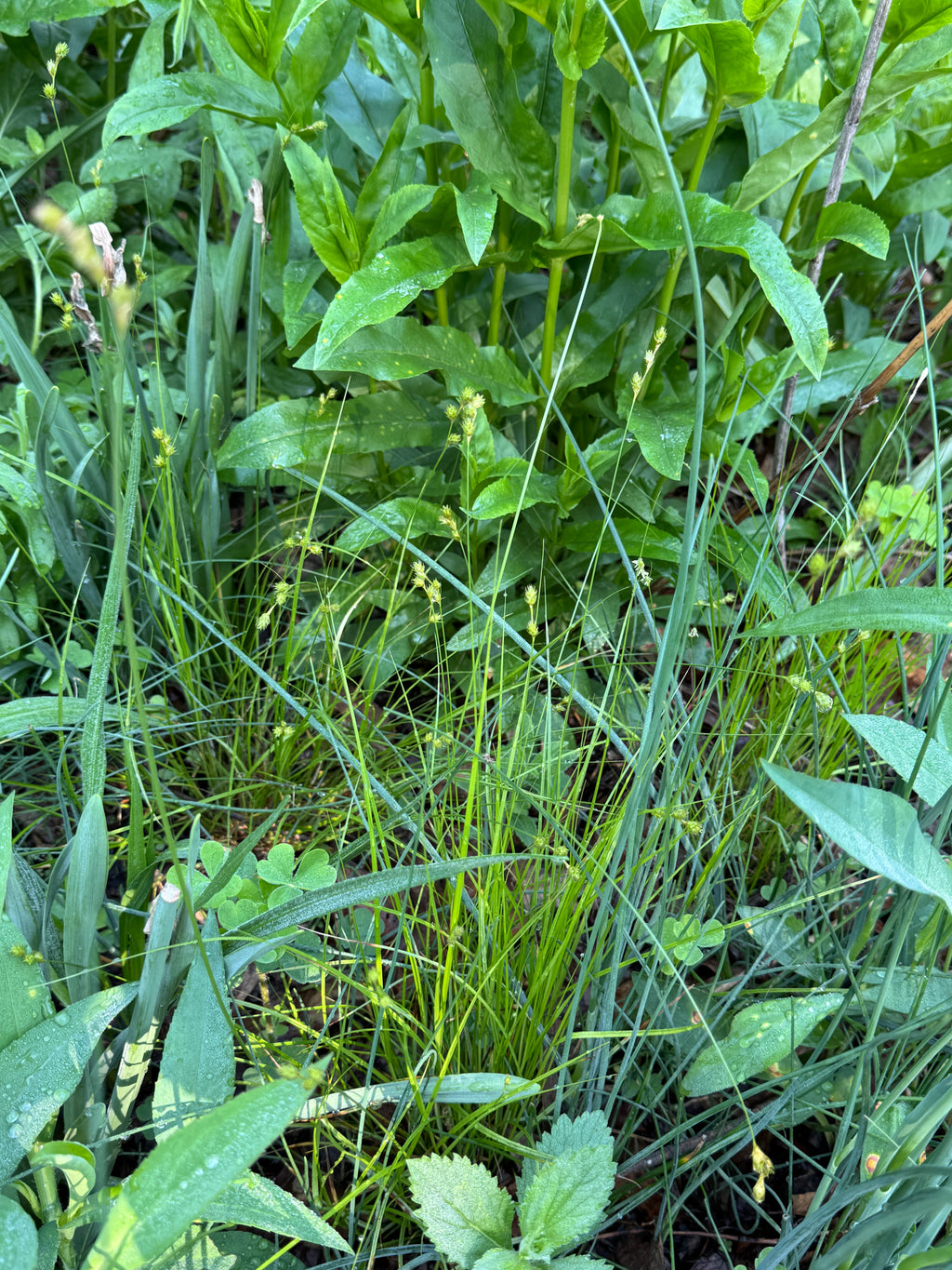 Troublesome Sedge (Carex molesta)