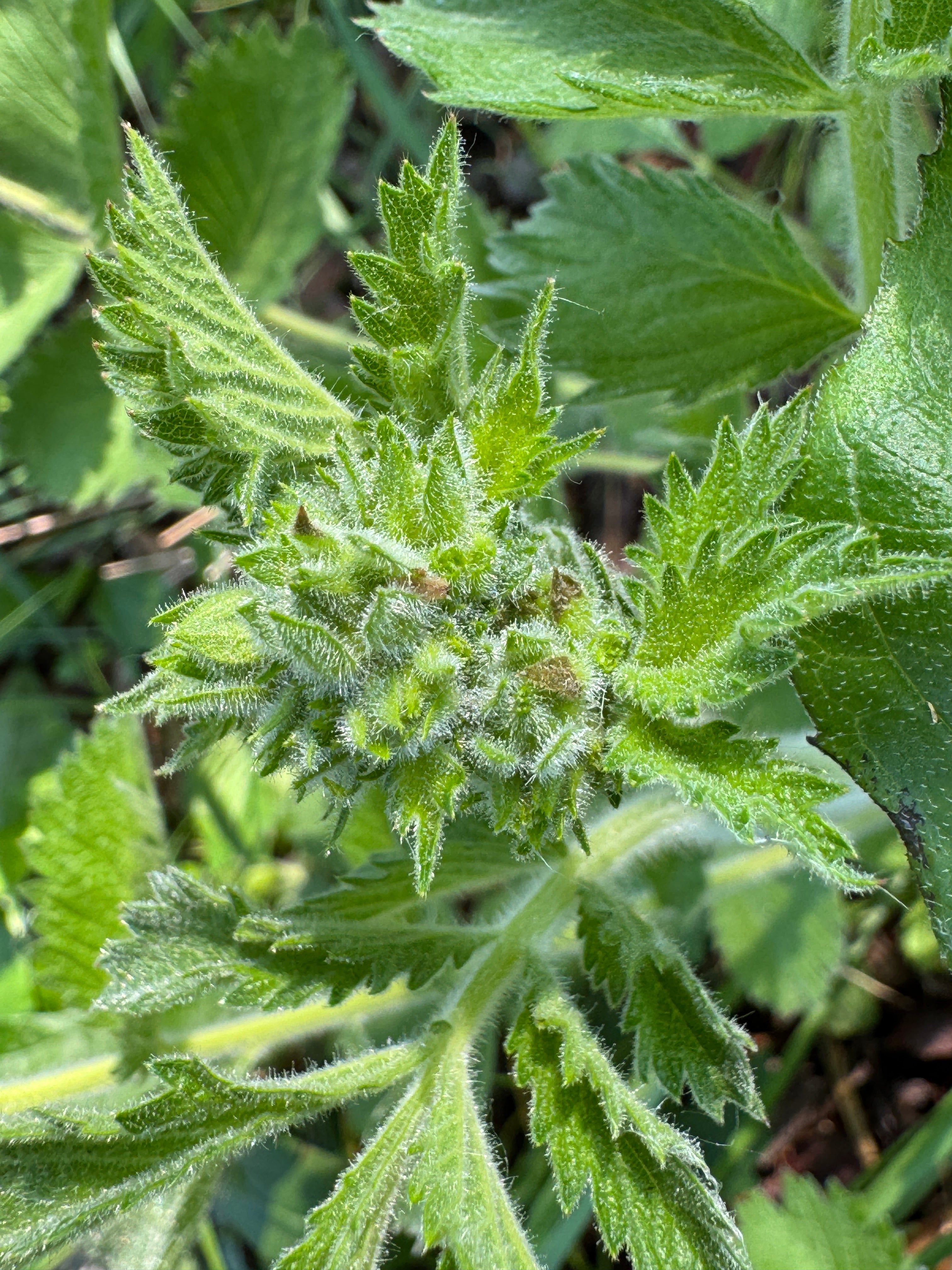 Prairie Cinquefoil (Drymocallis Arguta)