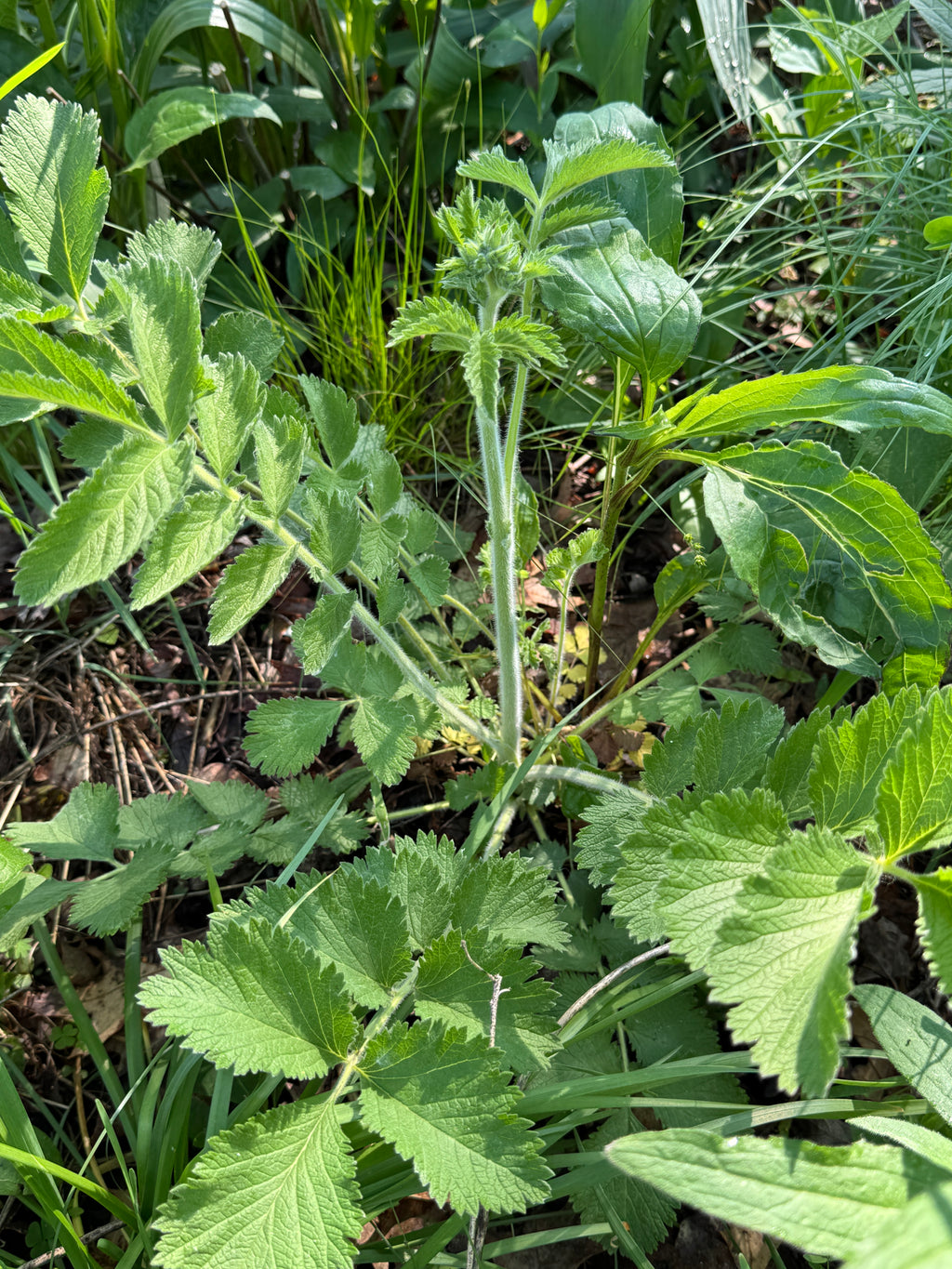 Prairie Cinquefoil (Drymocallis Arguta)