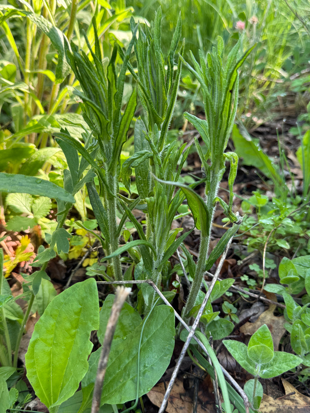 Butterfly Milkweed (Asclepias Tuberosa)