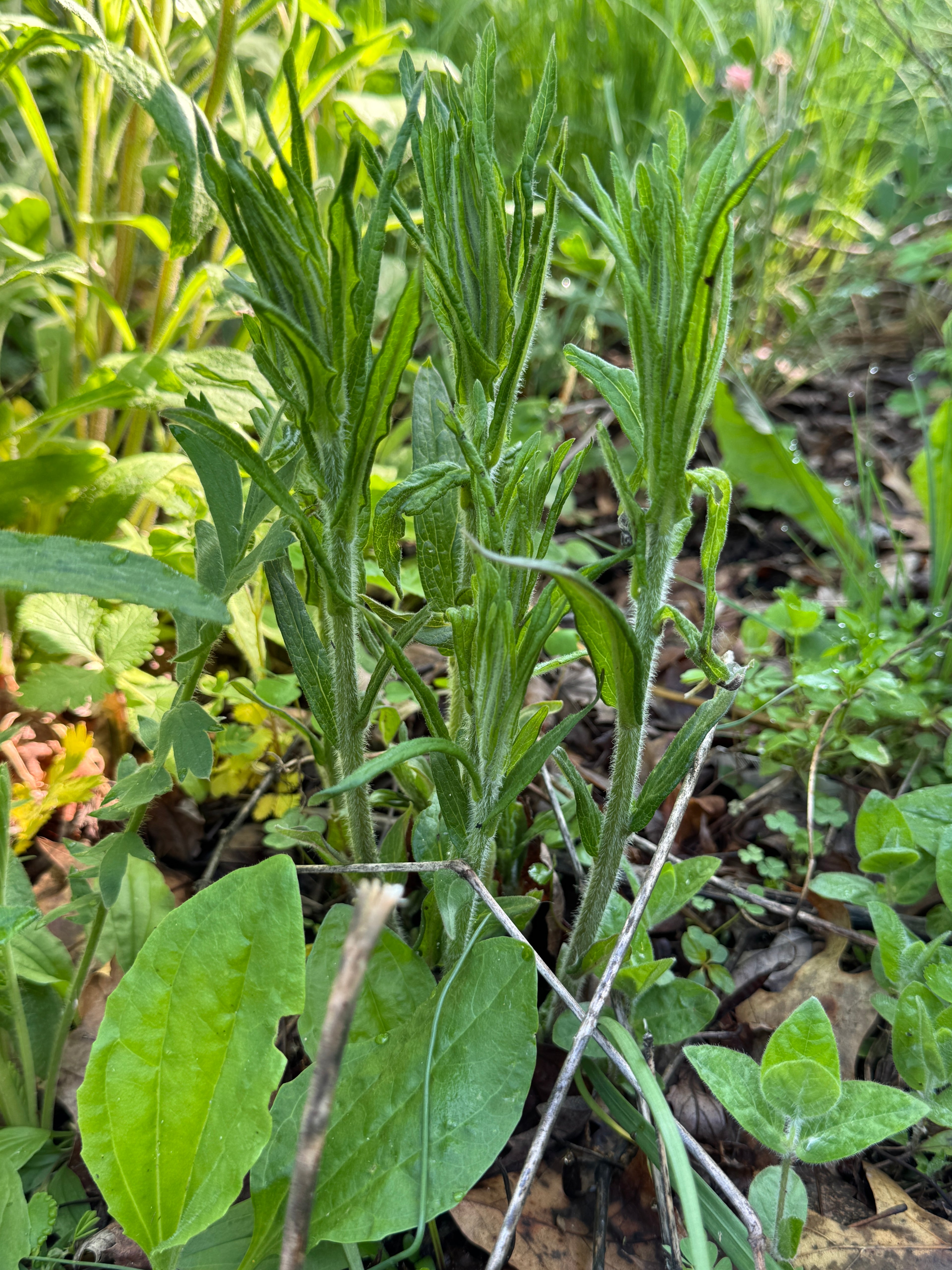 Butterfly Milkweed (Asclepias Tuberosa)
