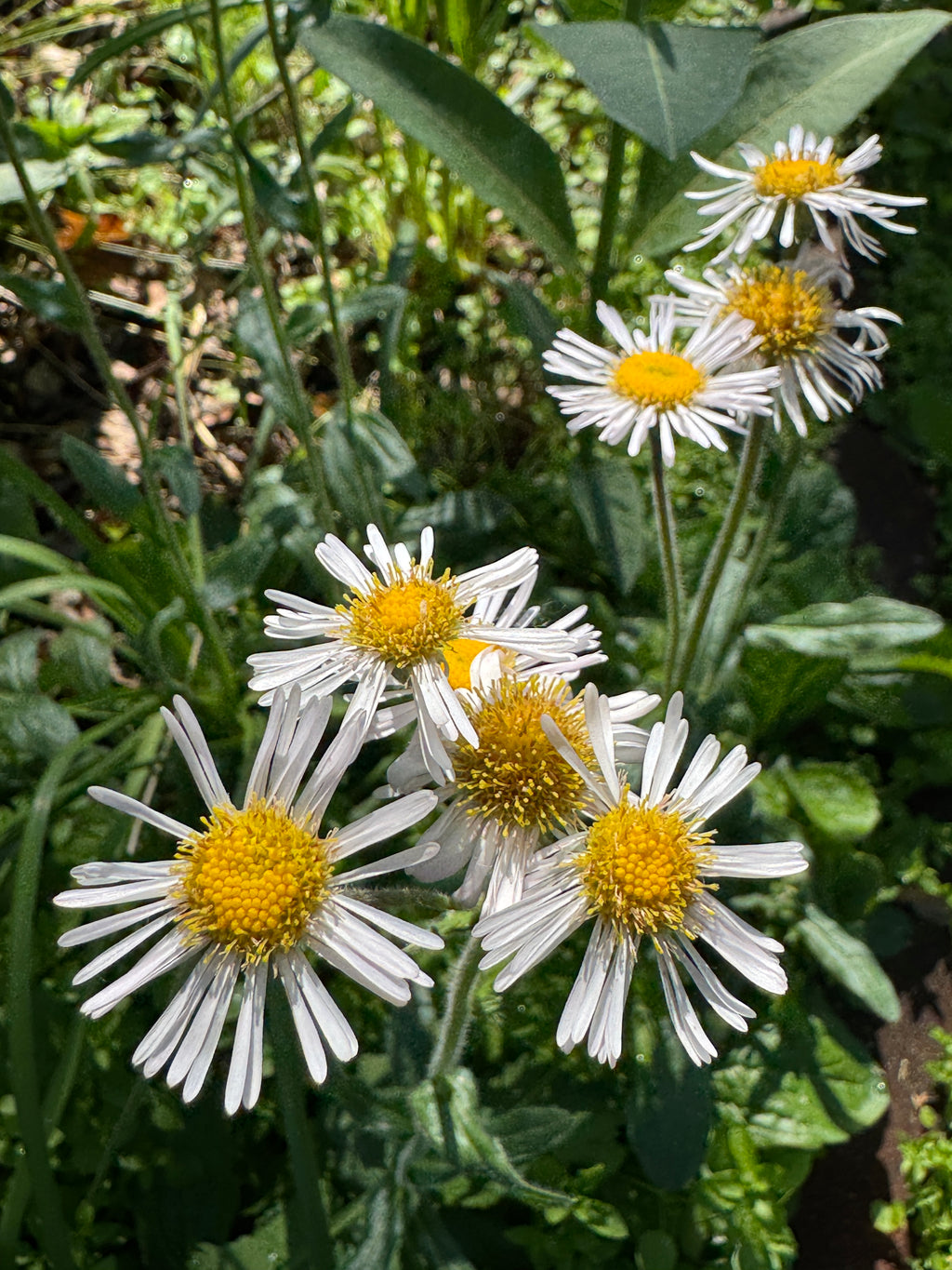 Robin's Plantain (Erigeron pulchellus)