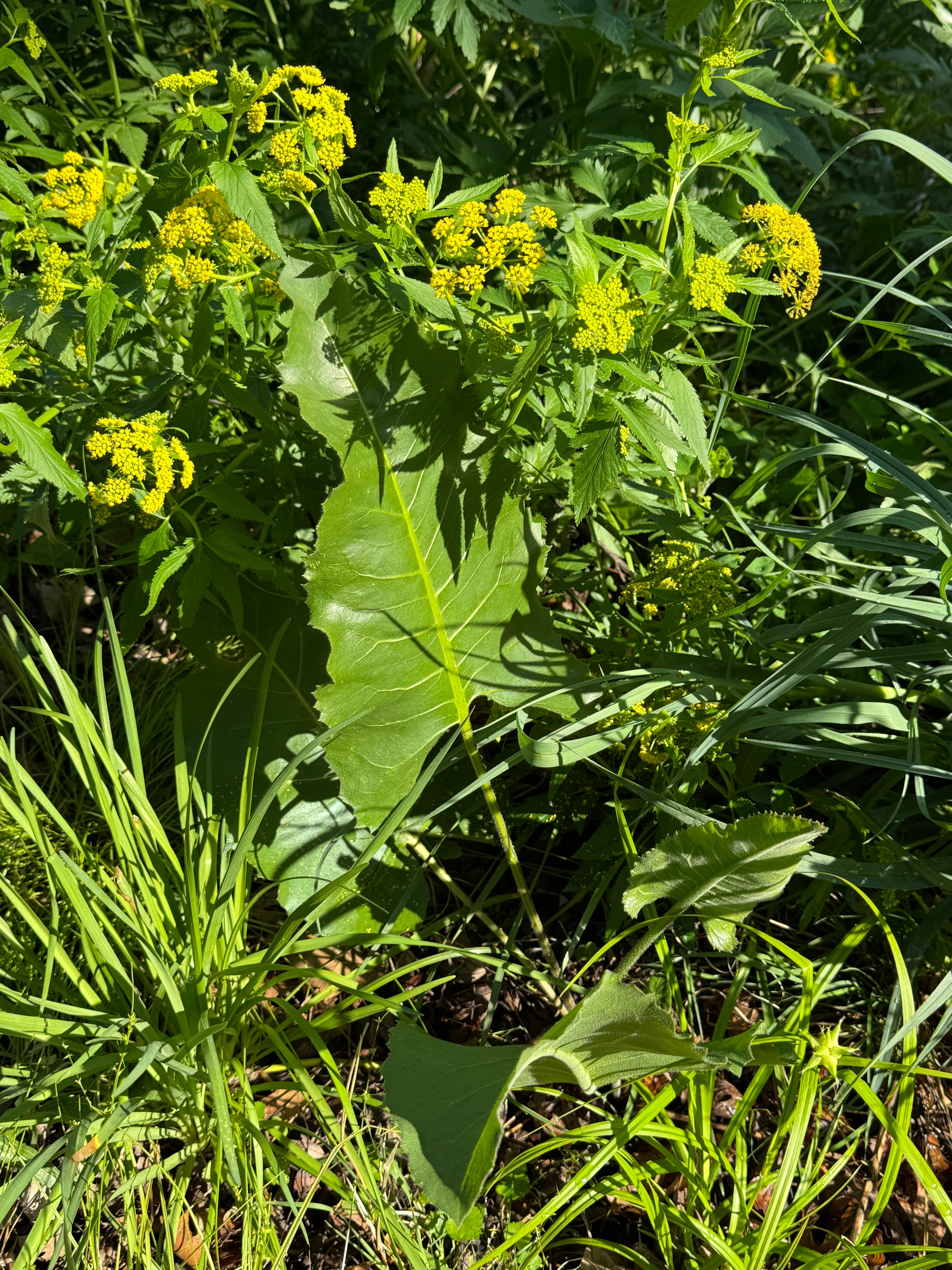 Prairie Dock (Silphium Terebinthinaceum)