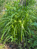 Gray's Sedge (Carex Grayi)