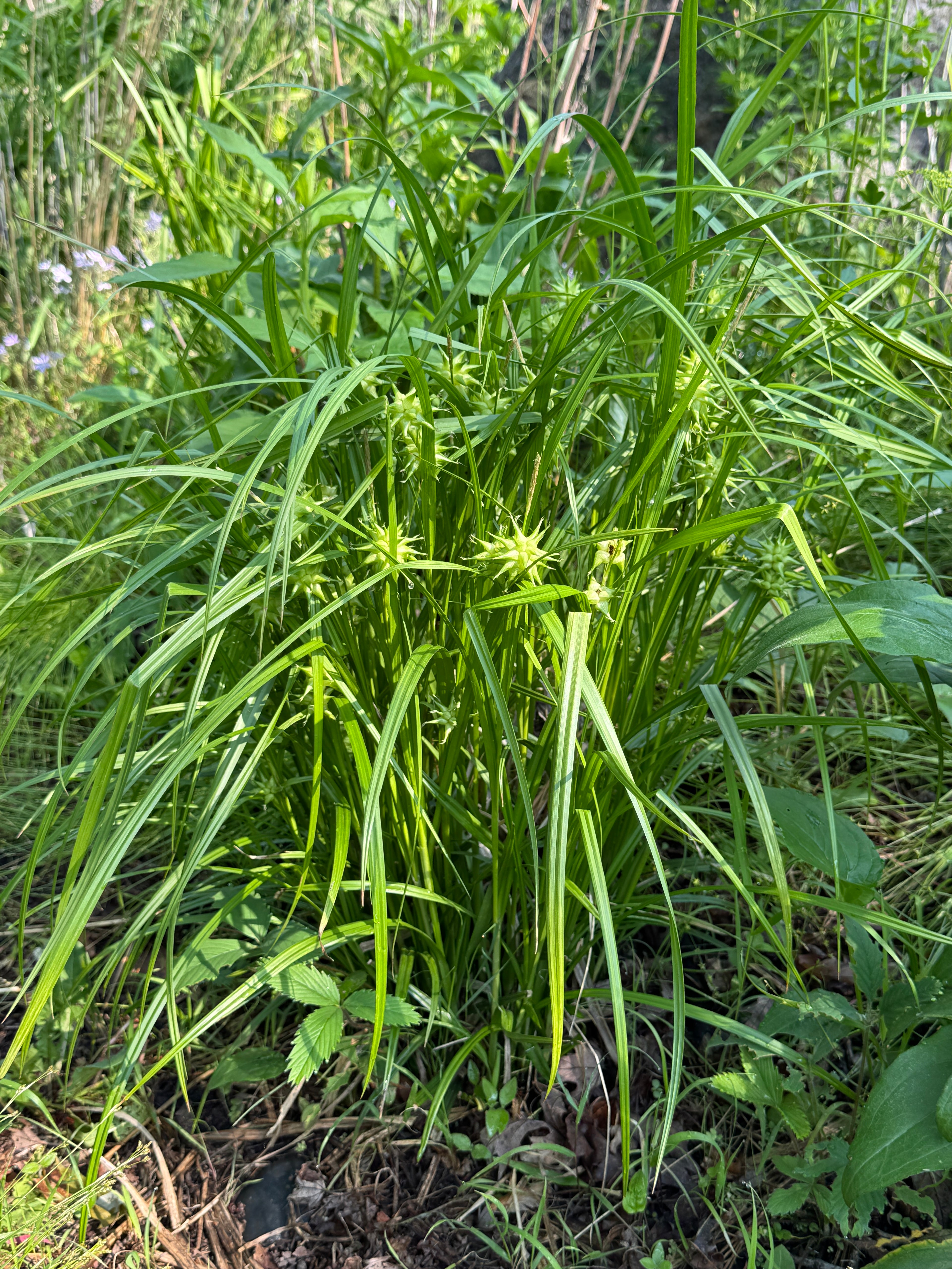 Gray's Sedge (Carex Grayi)