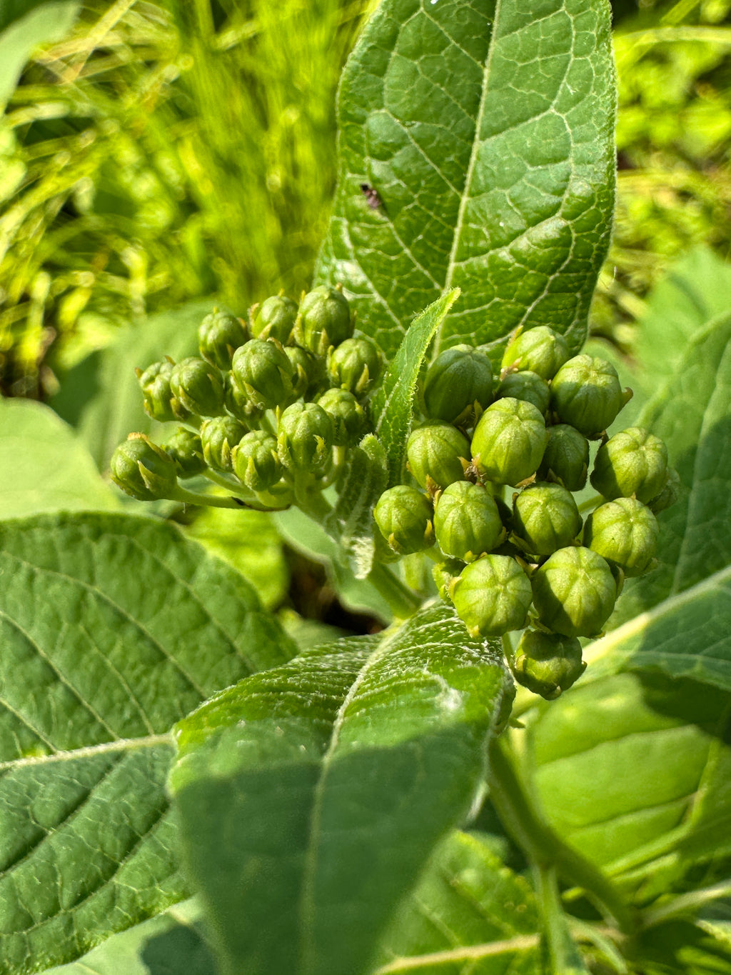 Poke Milkweed (Asclepias Exaltata)