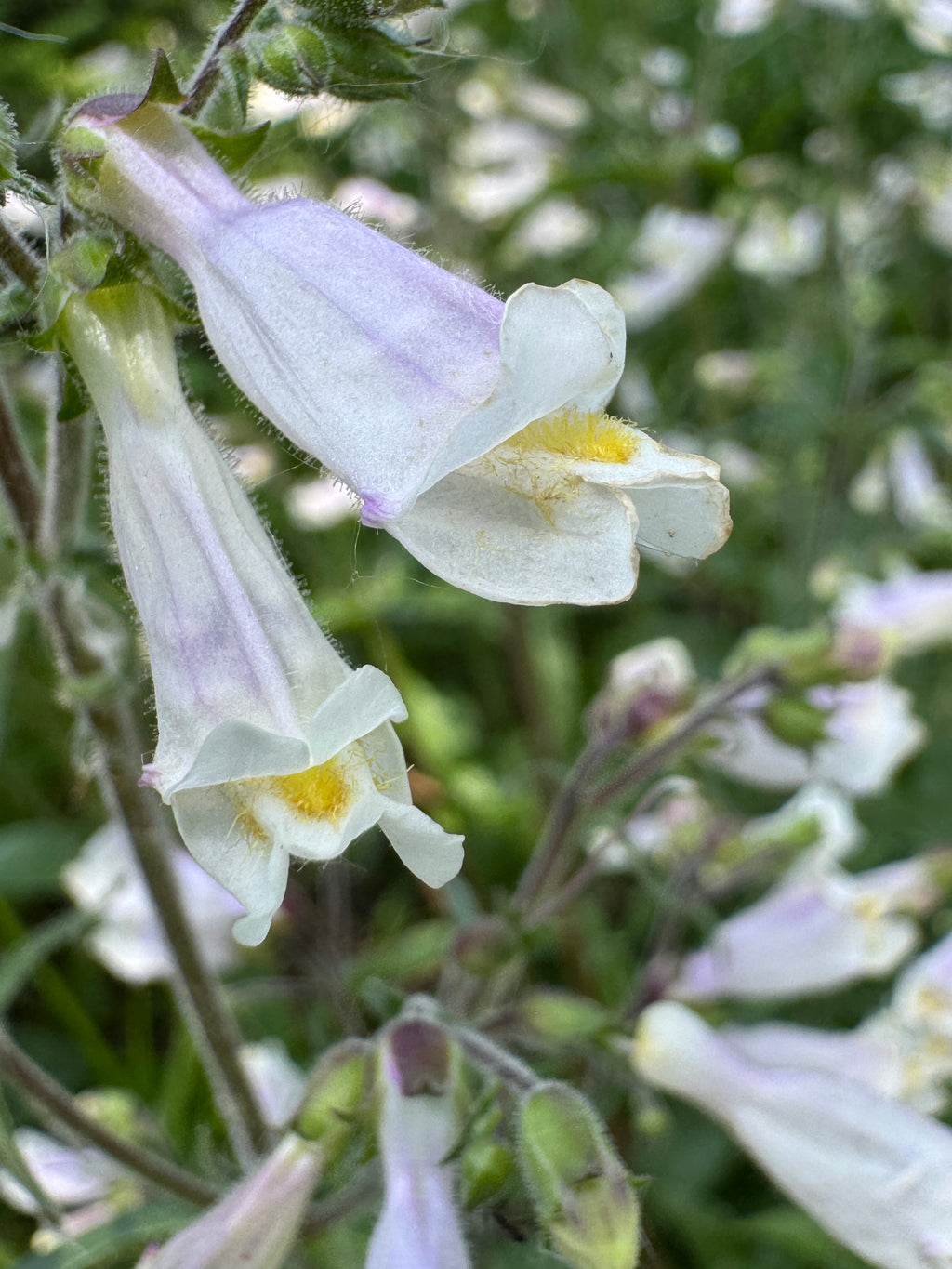 Hairy Beardtongue (Penstemon Hirsutus)