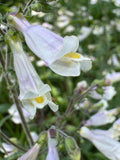 Hairy Beardtongue (Penstemon Hirsutus)