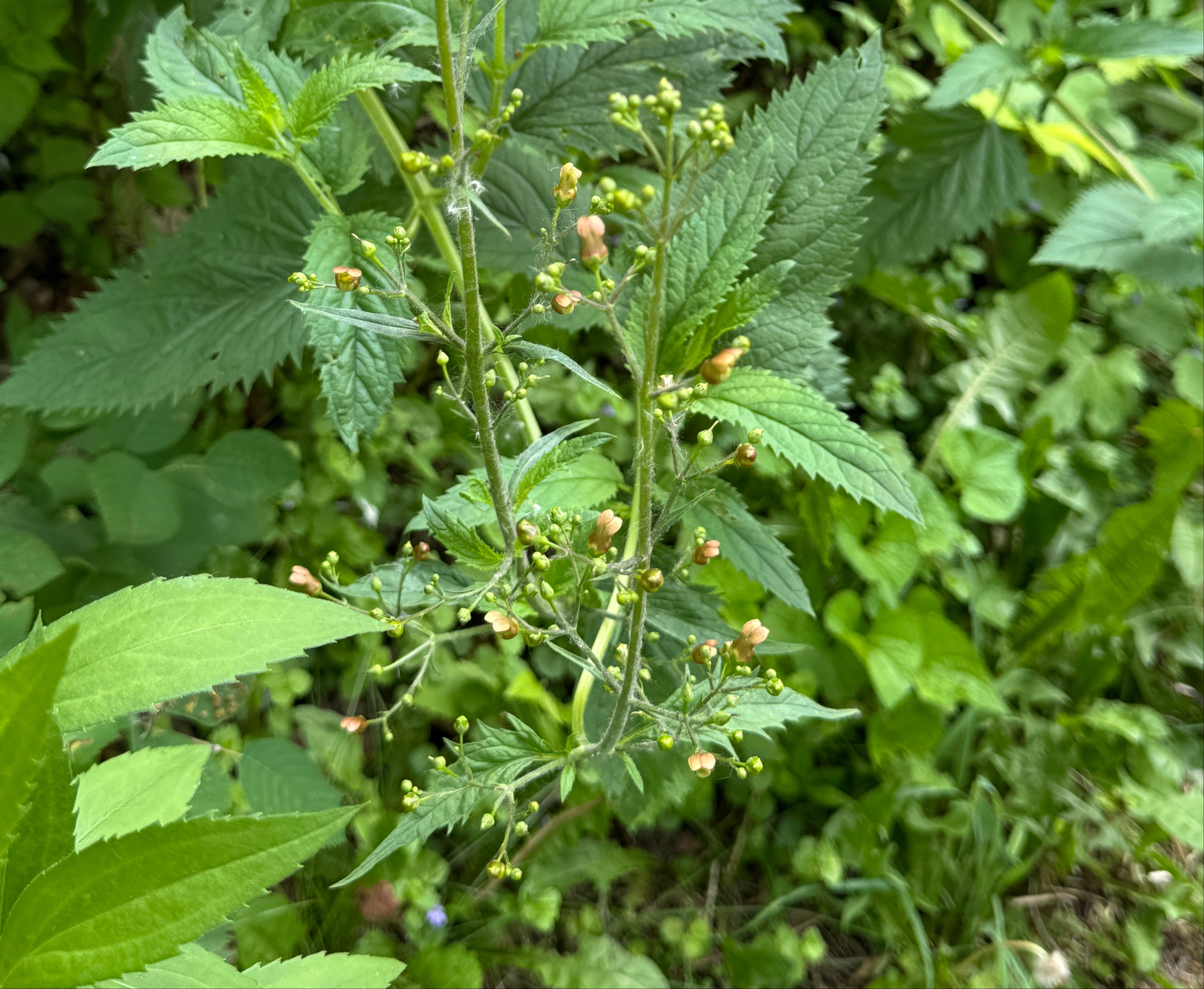 Early Figwort (Scrophularia Lanceolata)