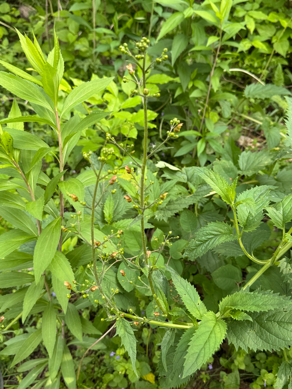 Early Figwort (Scrophularia Lanceolata)