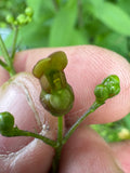 Early Figwort (Scrophularia Lanceolata)