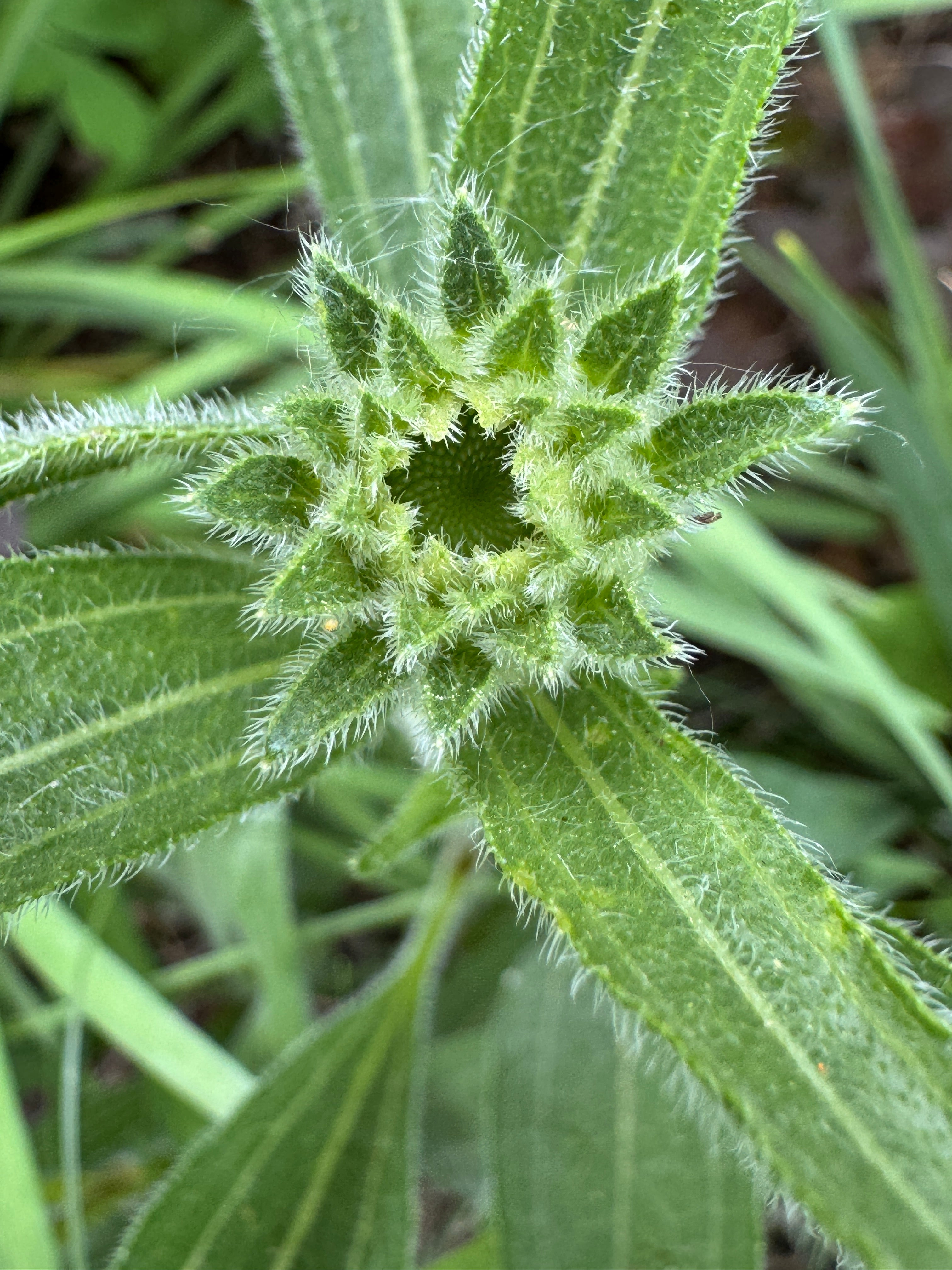 Narrow-leaved Purple Coneflower (Echinacea Angustifolia)