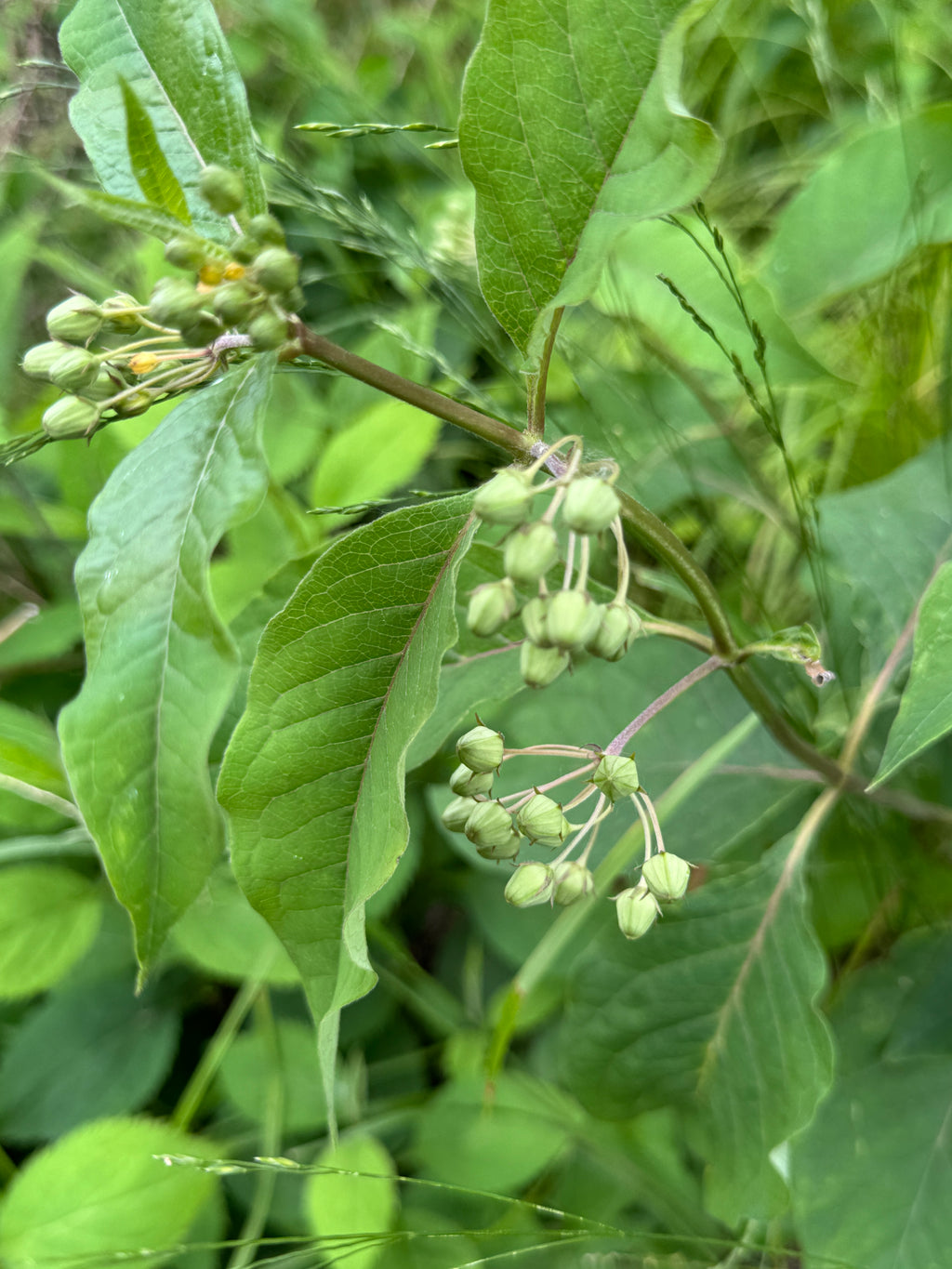 Poke Milkweed (Asclepias Exaltata)