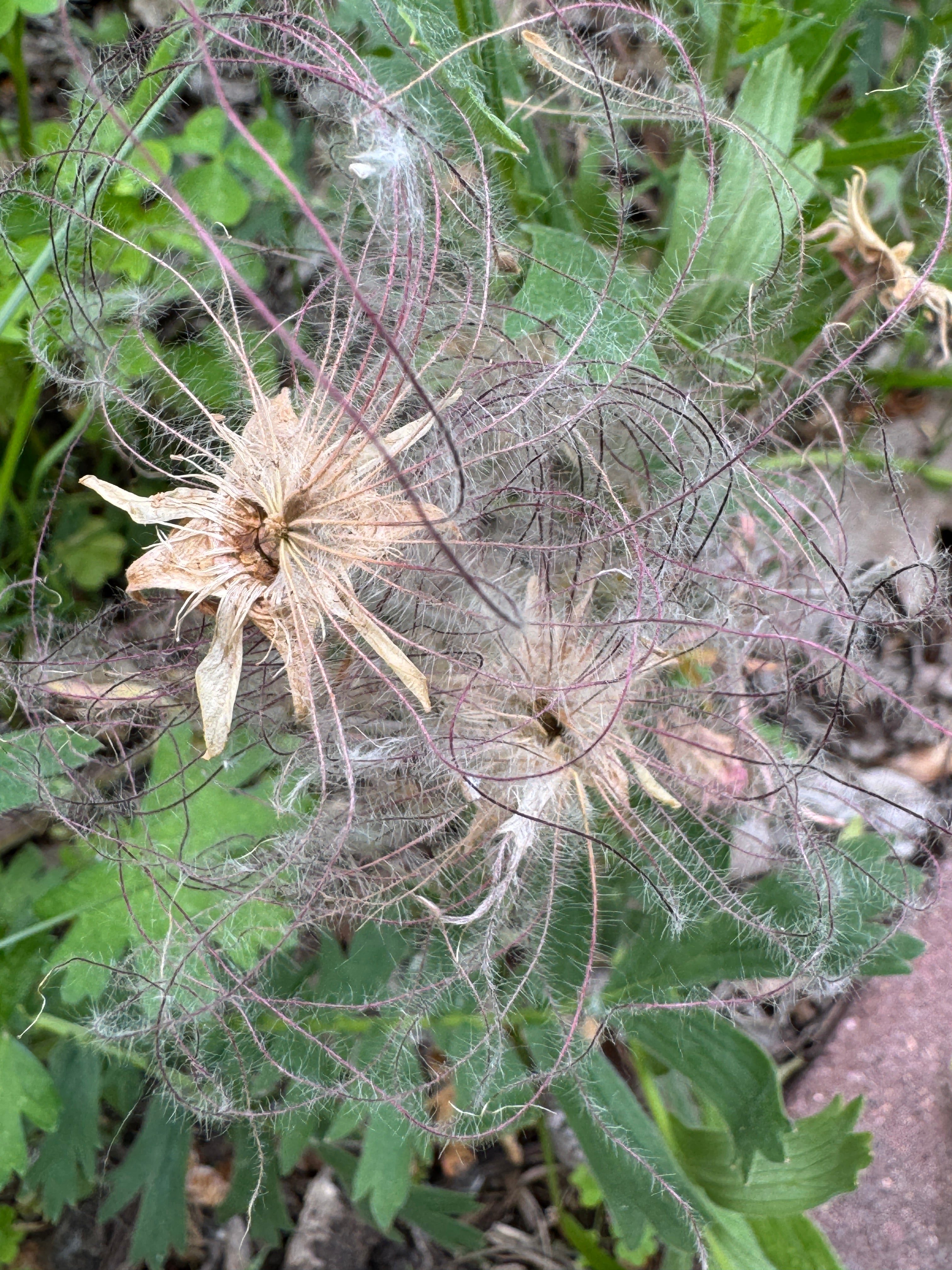 Prairie Smoke (Geum Triflorum)