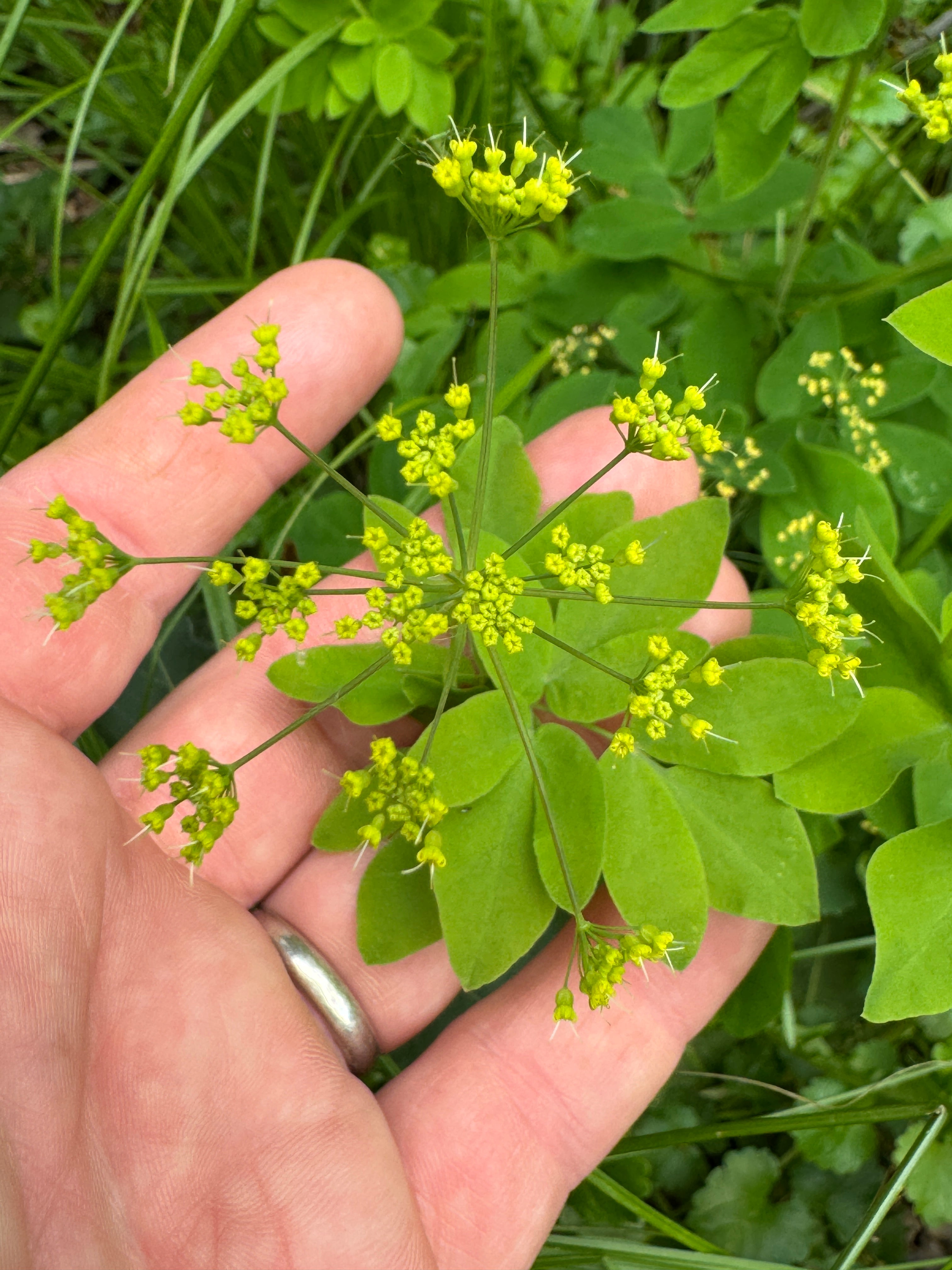 Yellow Pimpernel (Taenidia Integerrima)