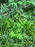 Yellow Pimpernel (Taenidia Integerrima)