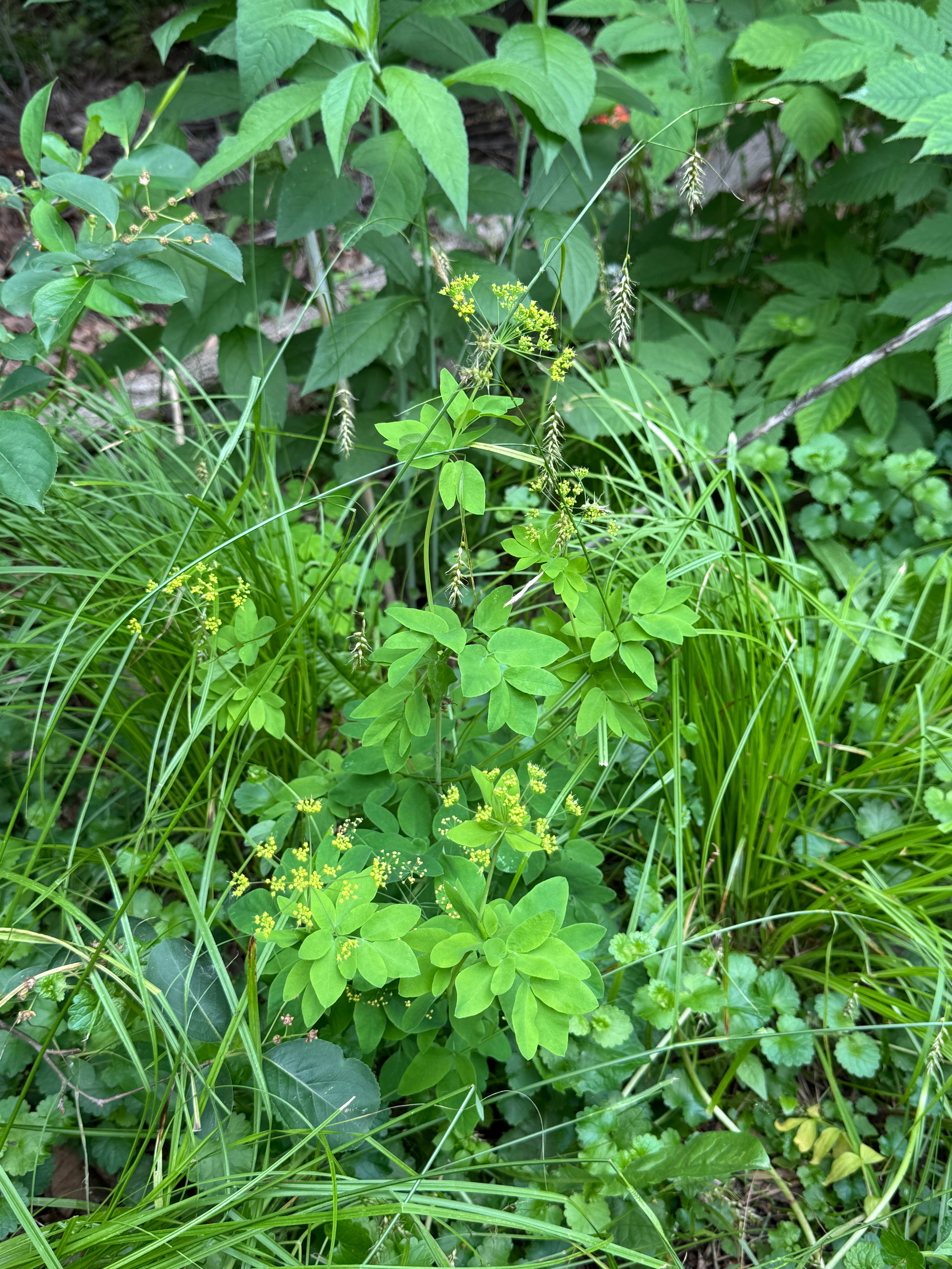 Yellow Pimpernel (Taenidia Integerrima)