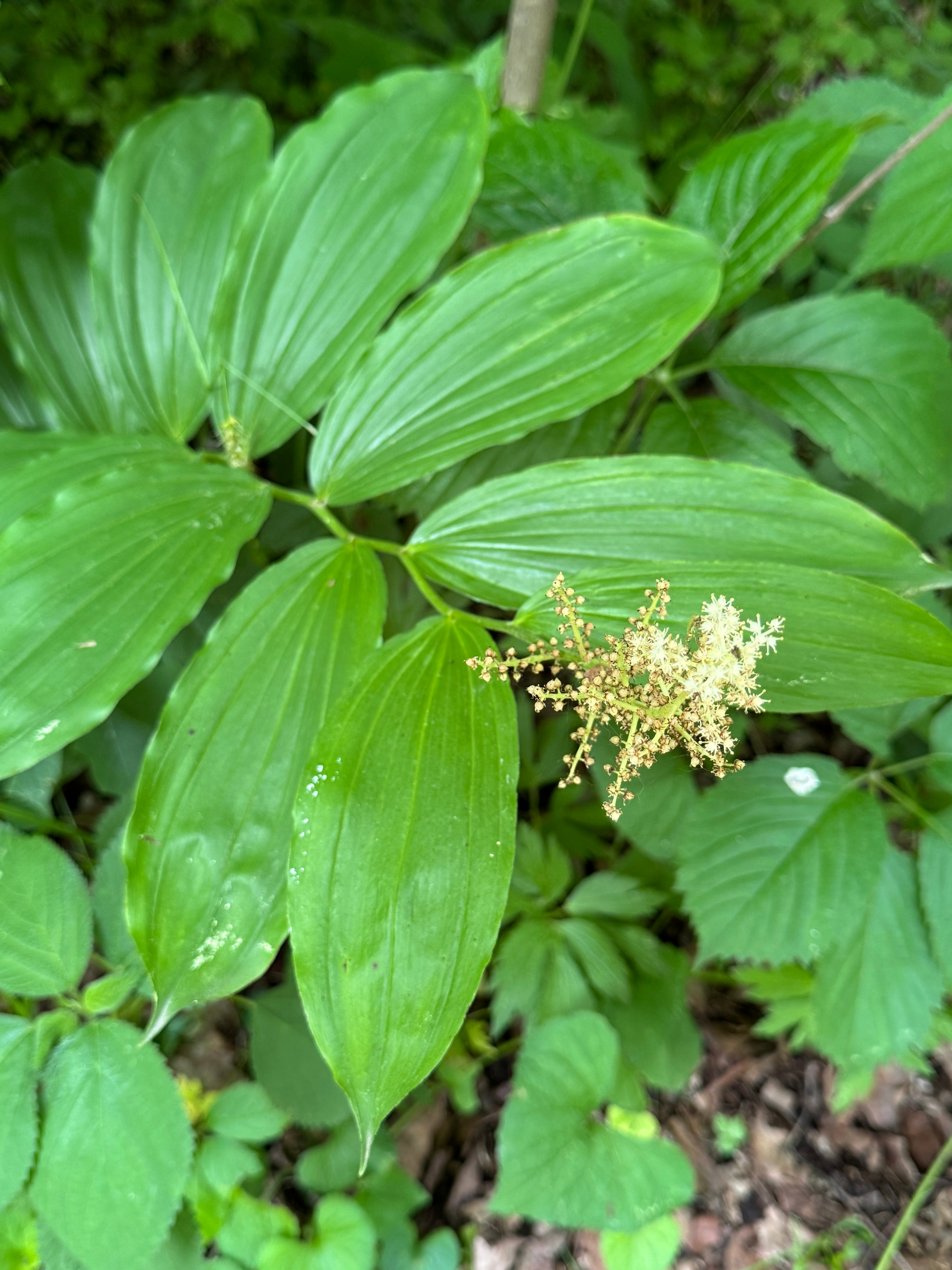Solomon Plume (Maianthemum Racemosum)
