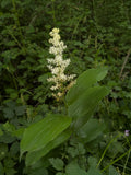 Solomon Plume (Maianthemum Racemosum)