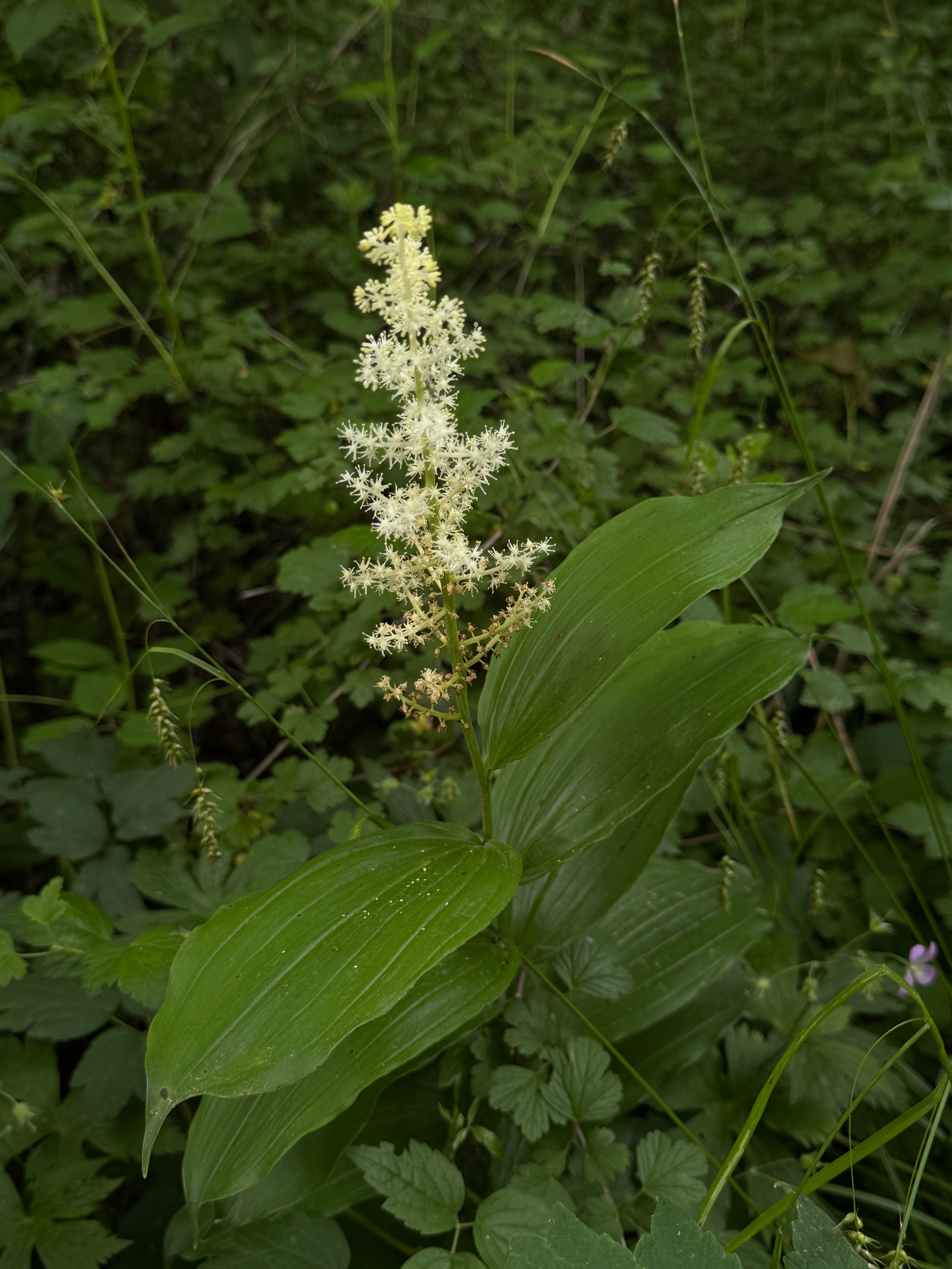Solomon Plume (Maianthemum Racemosum)