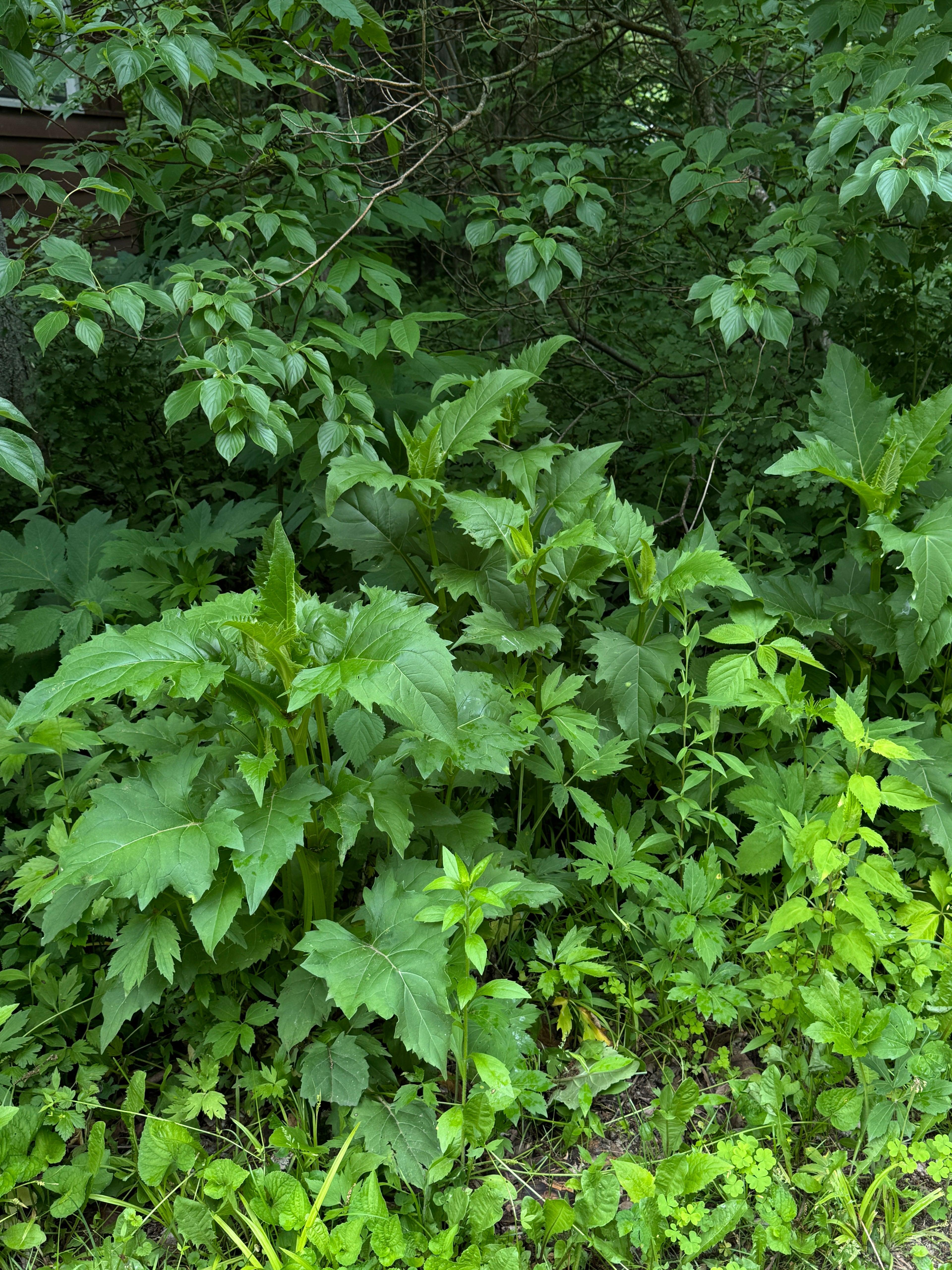 Cup Plant (Silphium Perfoliatum)
