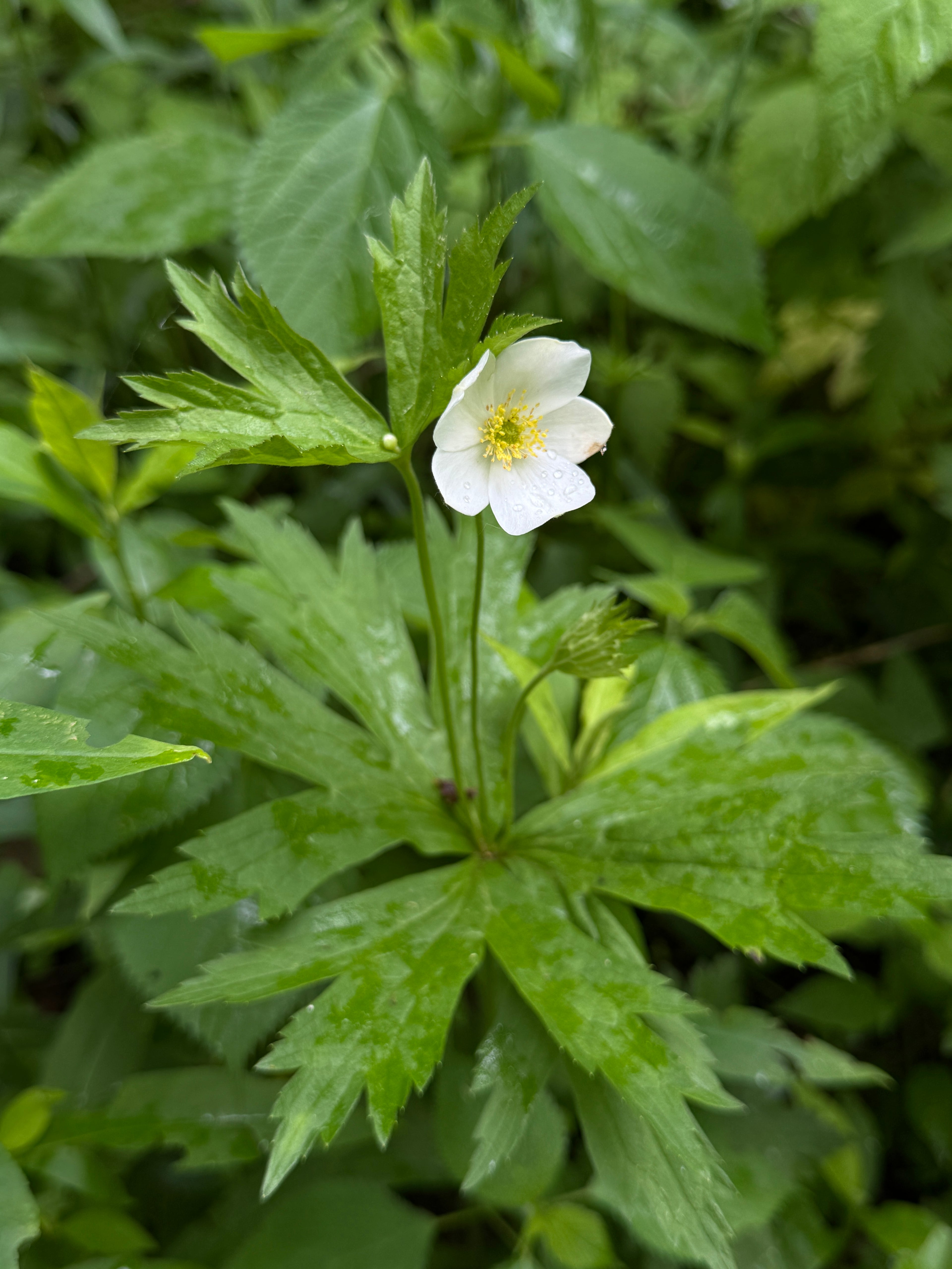 Canada Anemone (Anemone Canadensis)