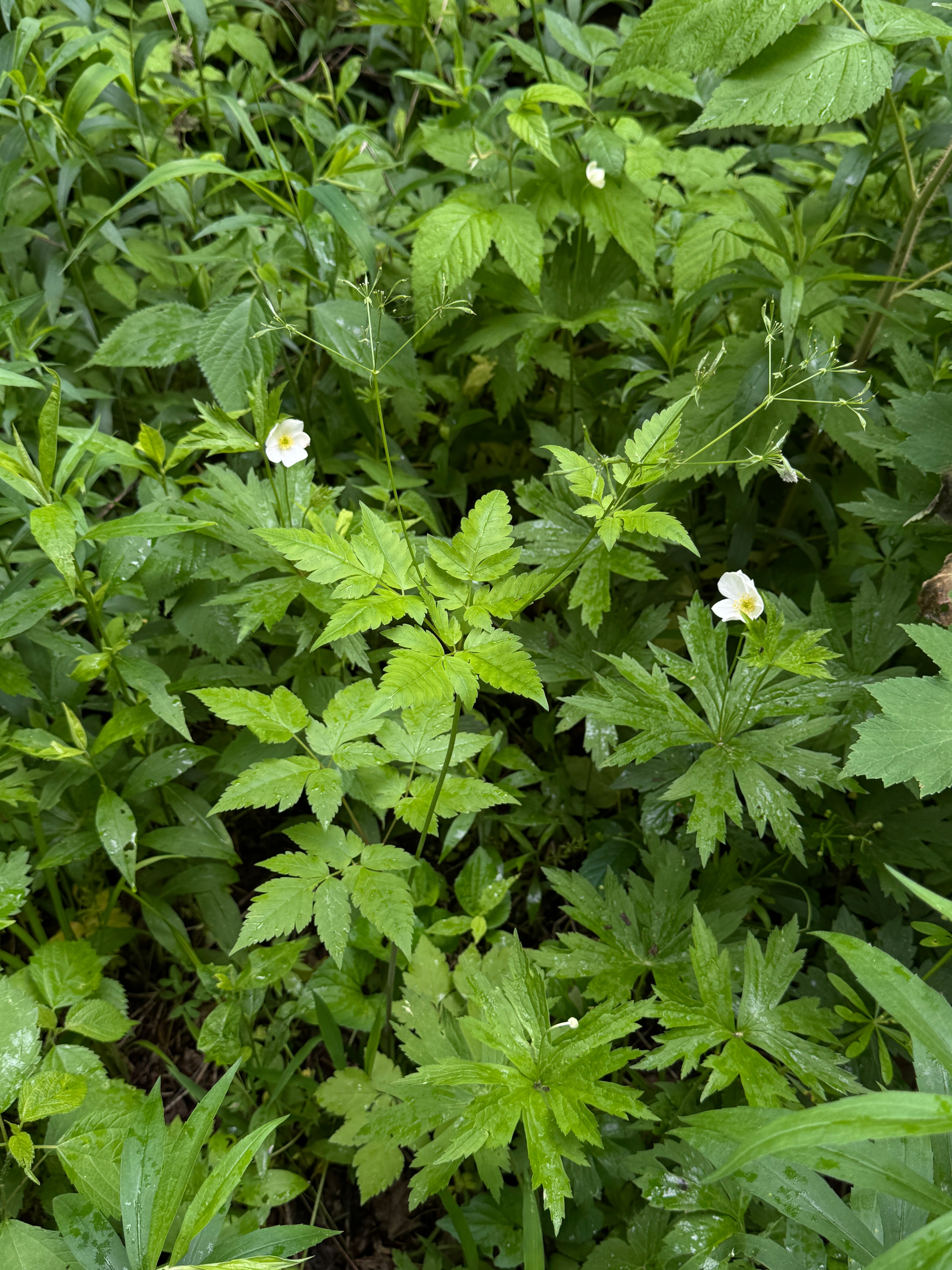 Canada Anemone (Anemone Canadensis)
