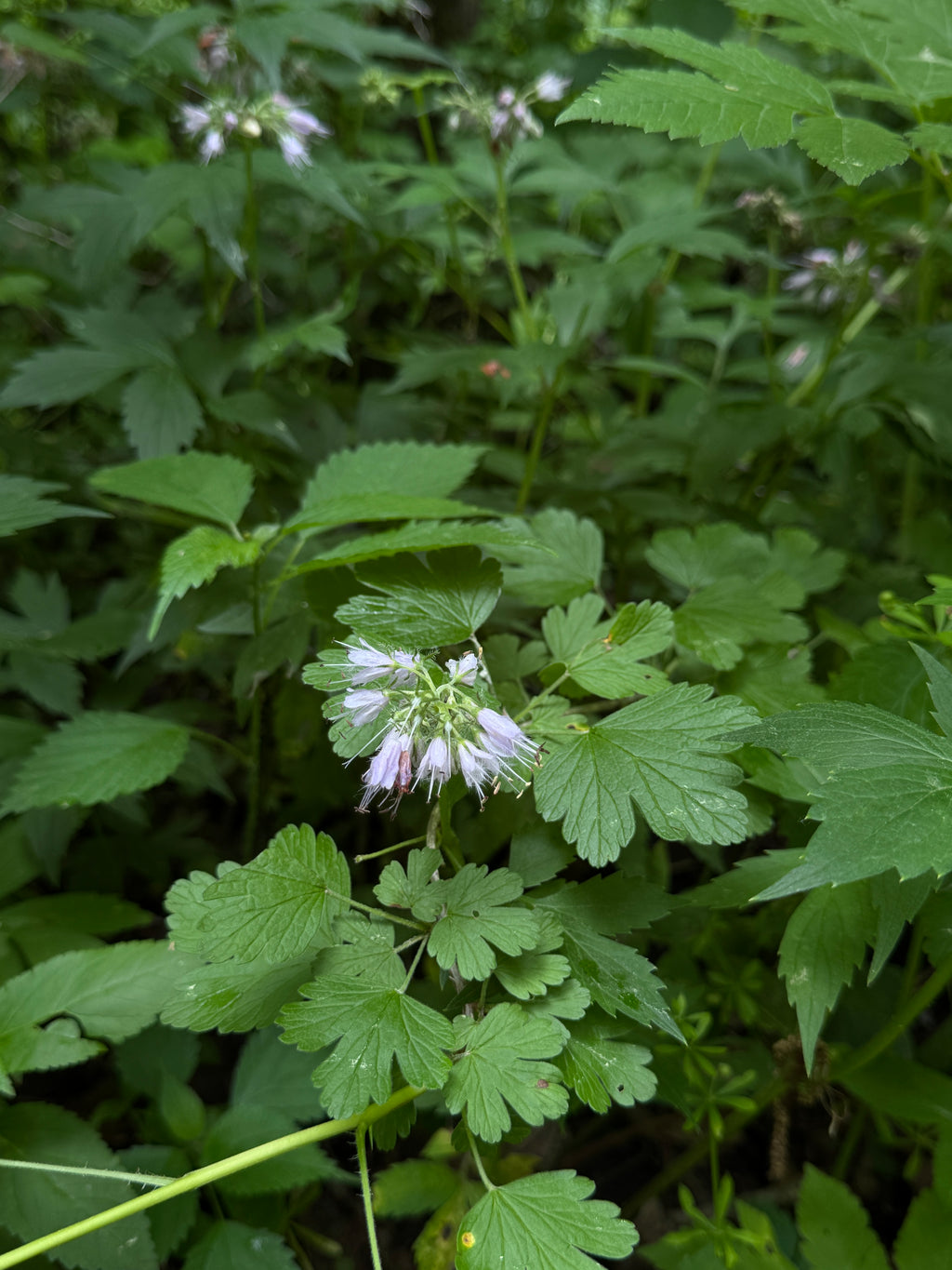 Virgina Waterleaf (Hydrophyllum Virginianum)