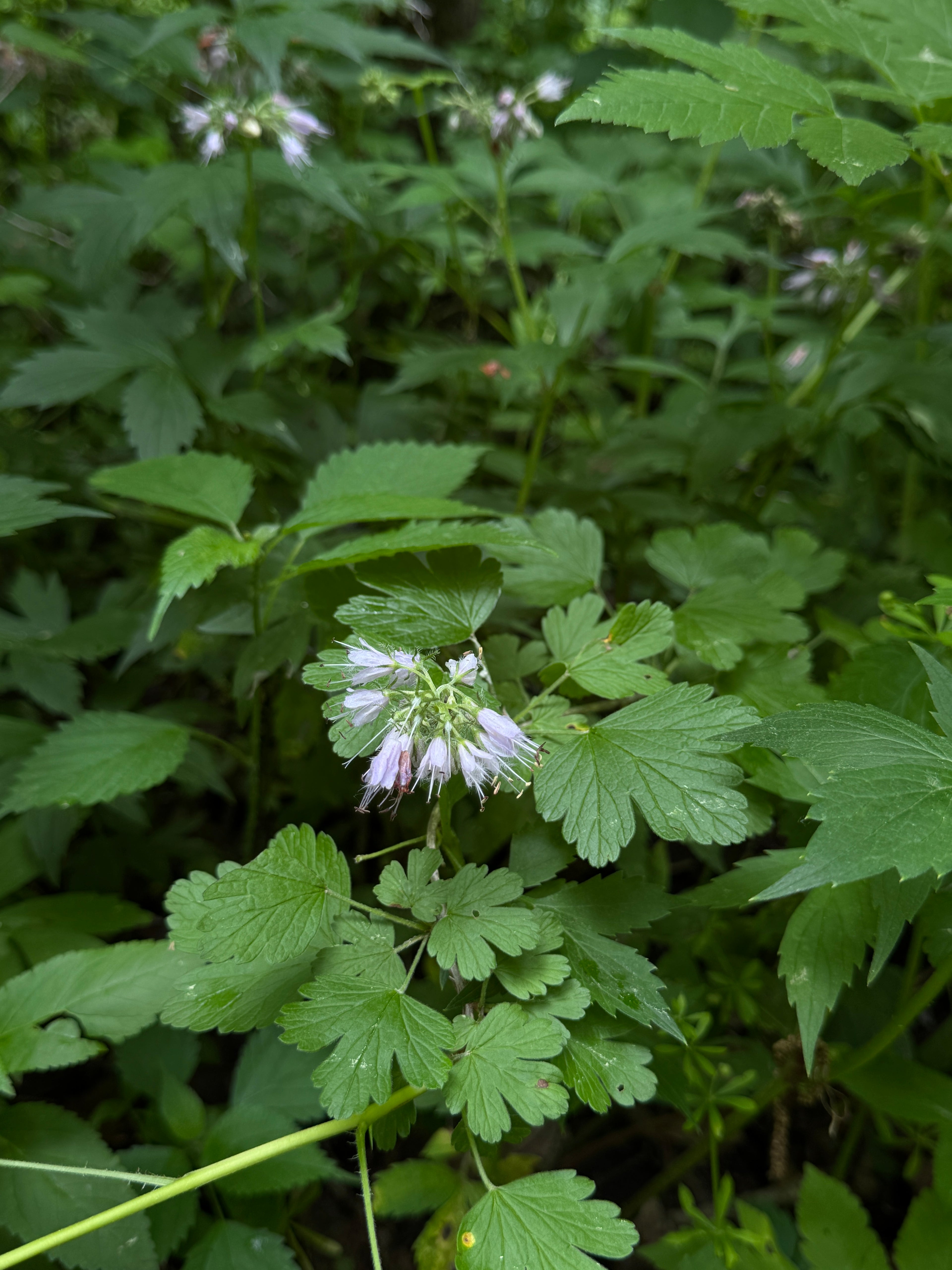 Virgina Waterleaf (Hydrophyllum Virginianum)