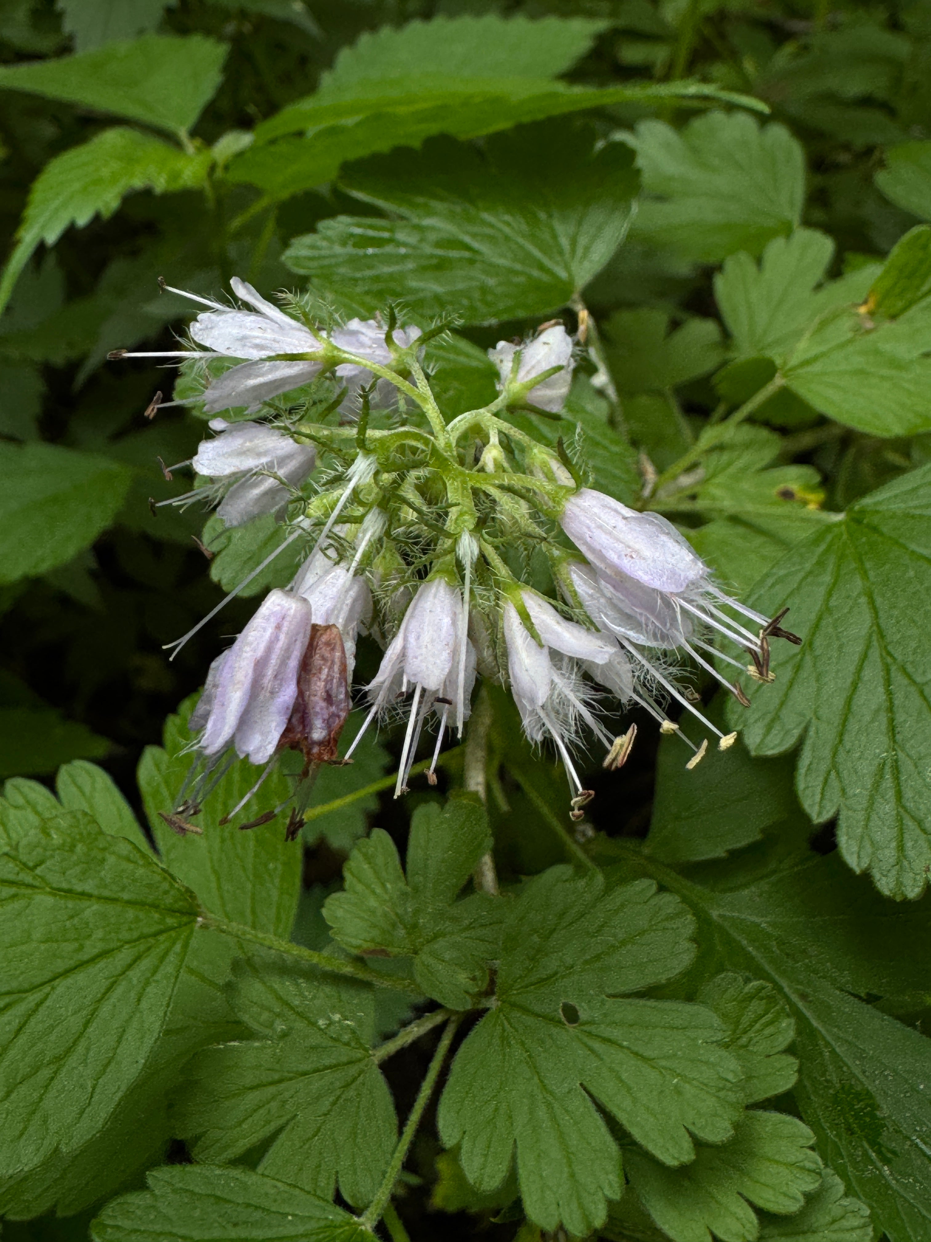 Virgina Waterleaf (Hydrophyllum Virginianum)