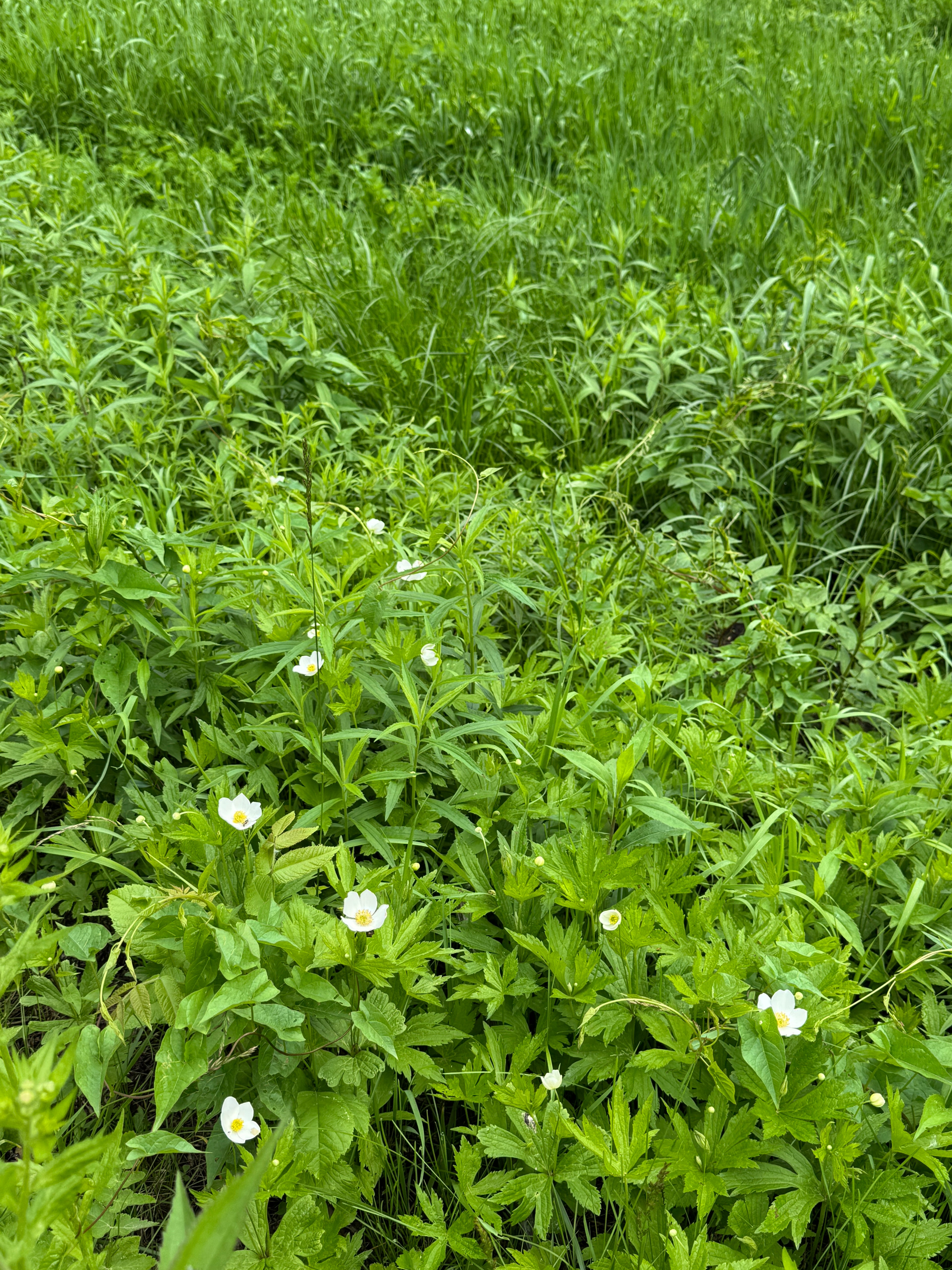 Canada Anemone (Anemone Canadensis)