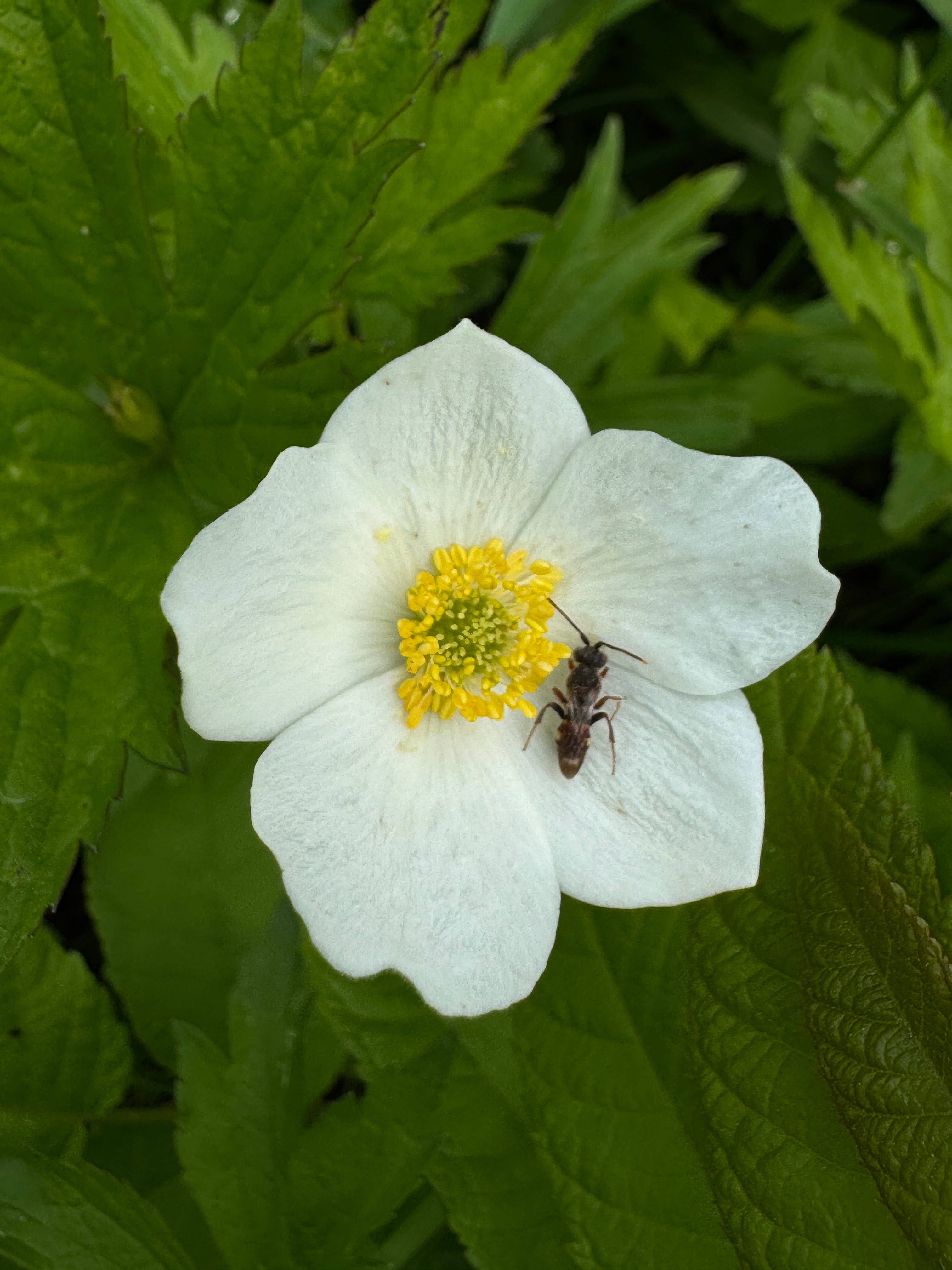 Canada Anemone (Anemone Canadensis)