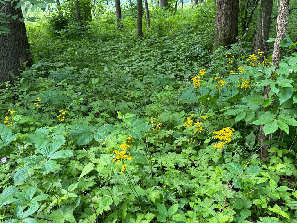 Golden Ragwort (Packera Aurea)