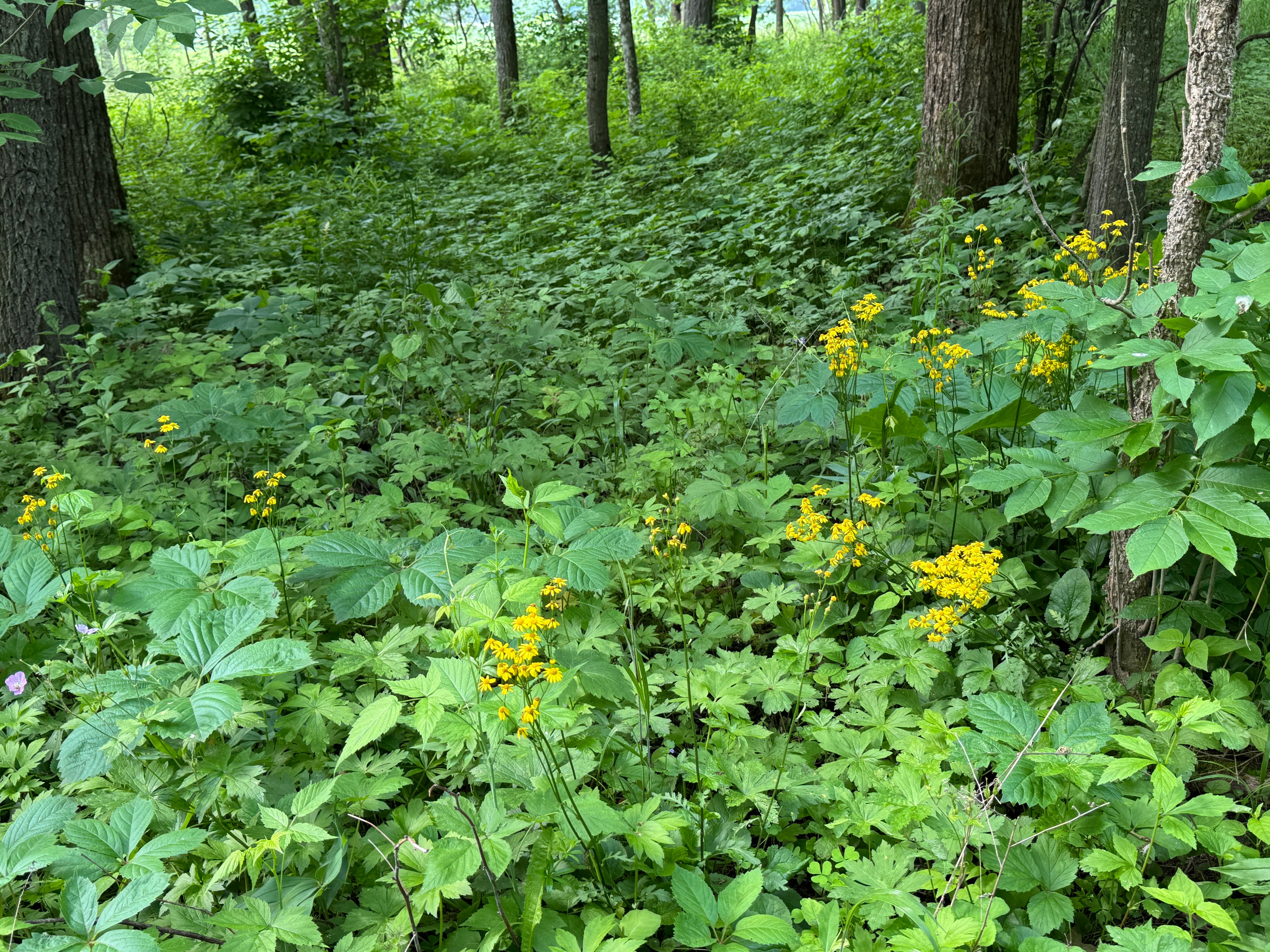 Golden Ragwort (Packera Aurea)