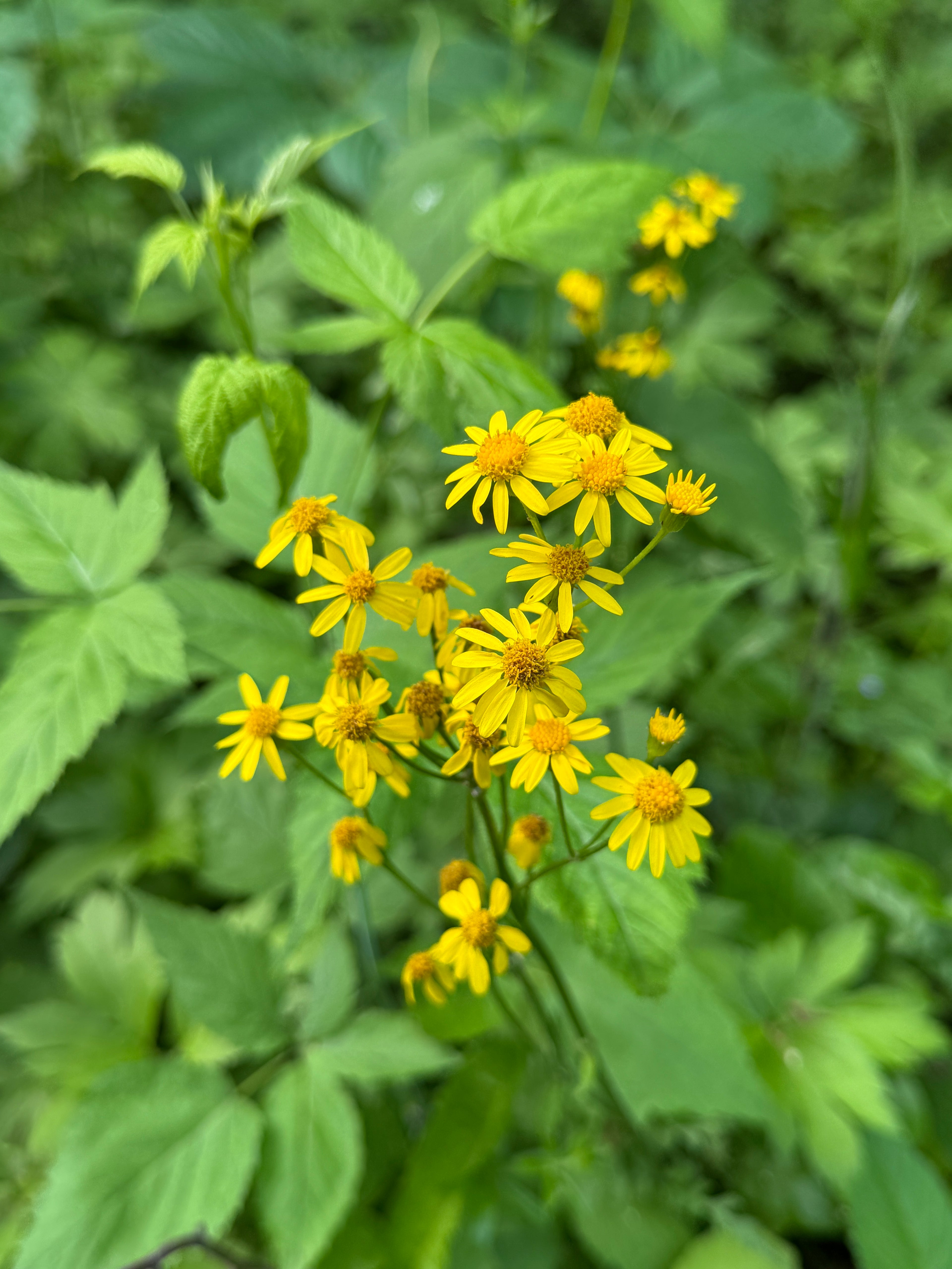 Golden Ragwort (Packera Aurea)