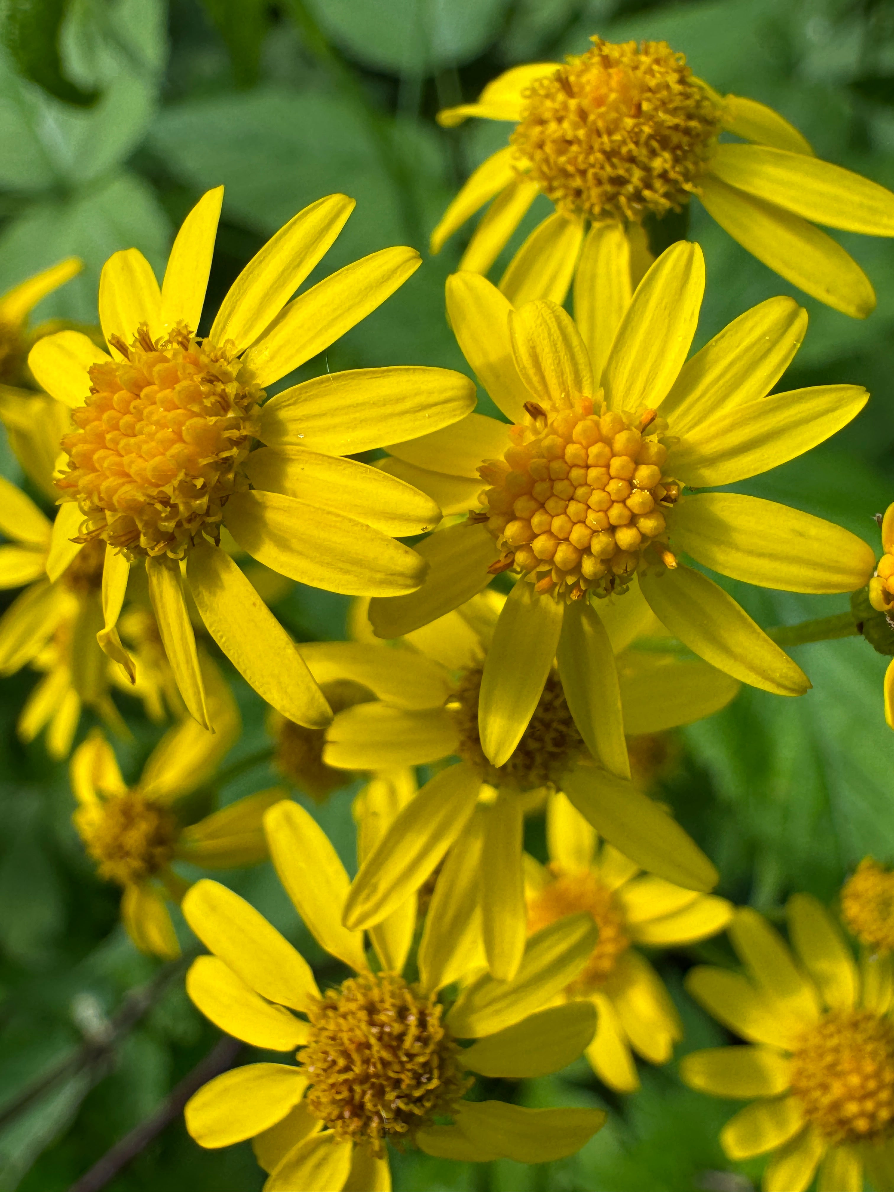 Golden Ragwort (Packera Aurea)