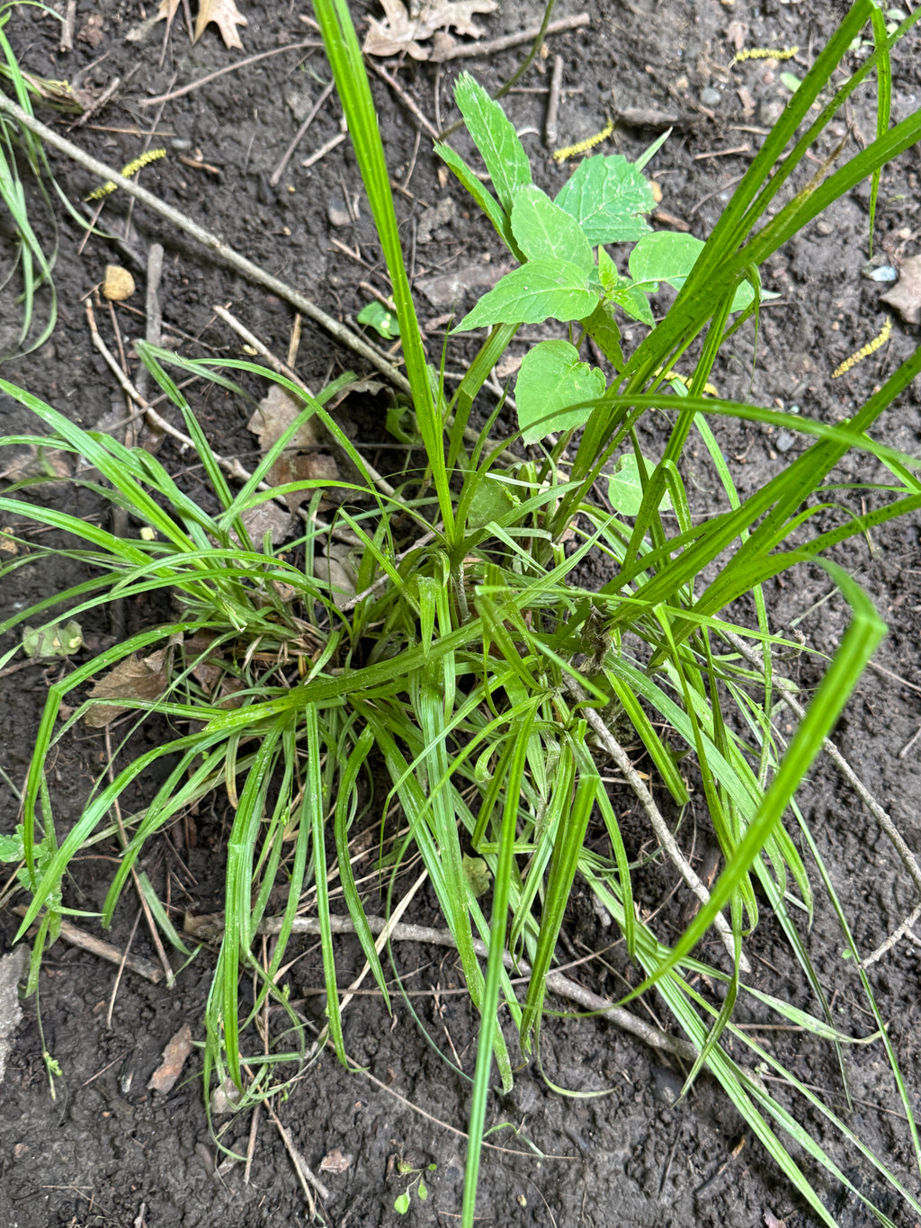 Bur-reed Sedge (Carex Sparganioides)