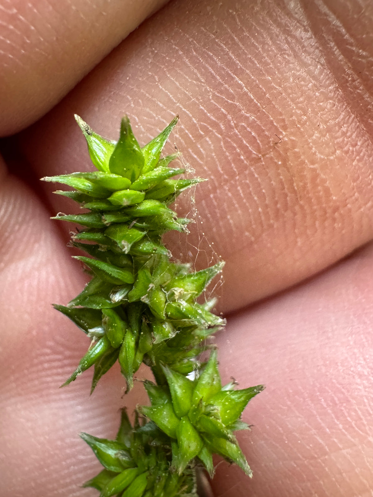 Bur-reed Sedge (Carex Sparganioides)