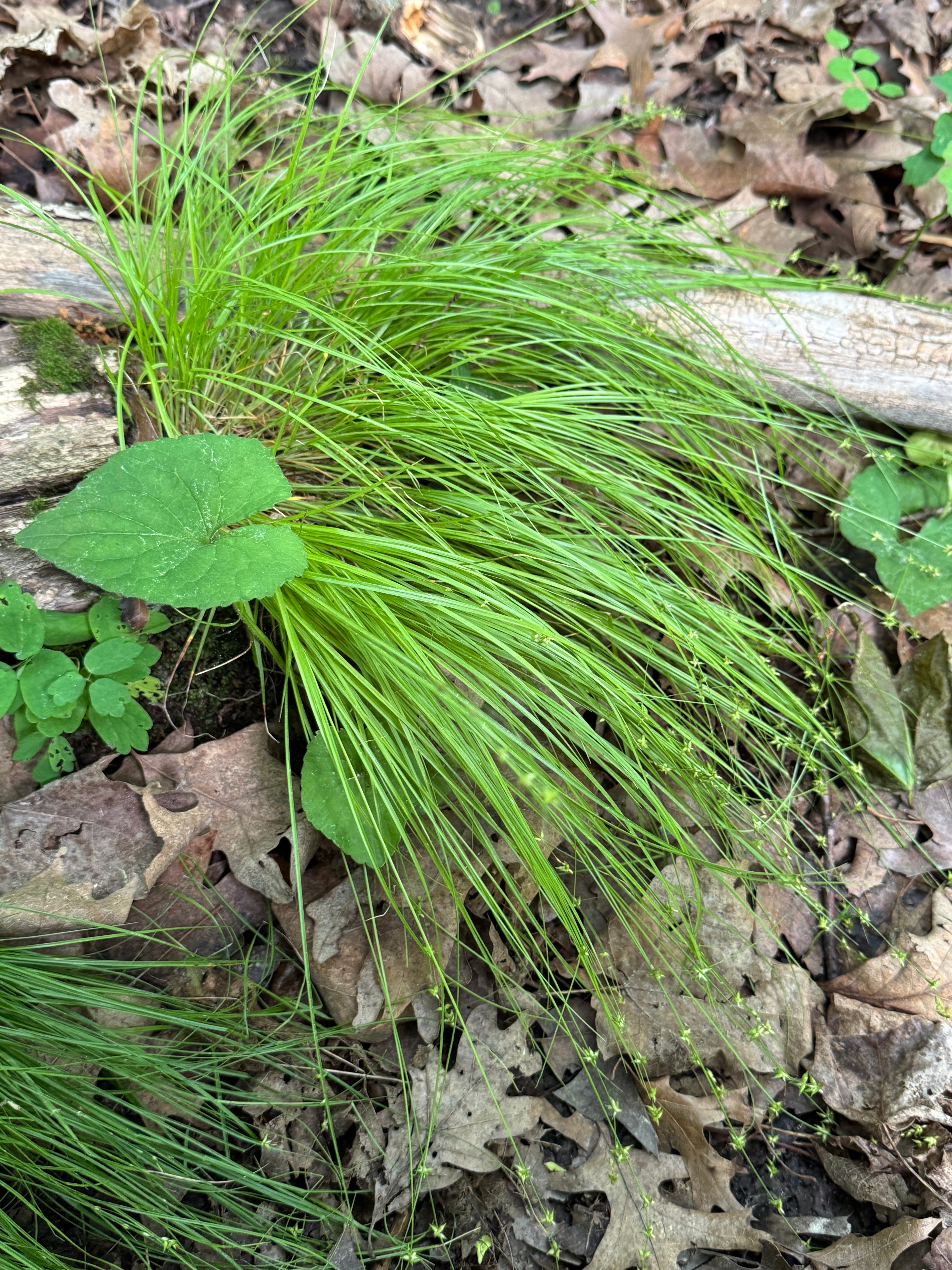 Rosy Sedge (Carex Rosea)